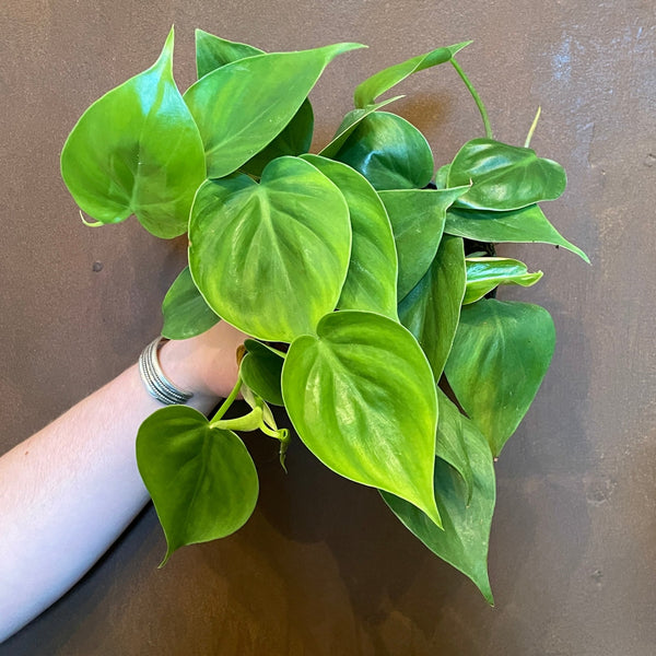Philodendron scandens - grow urban. UK