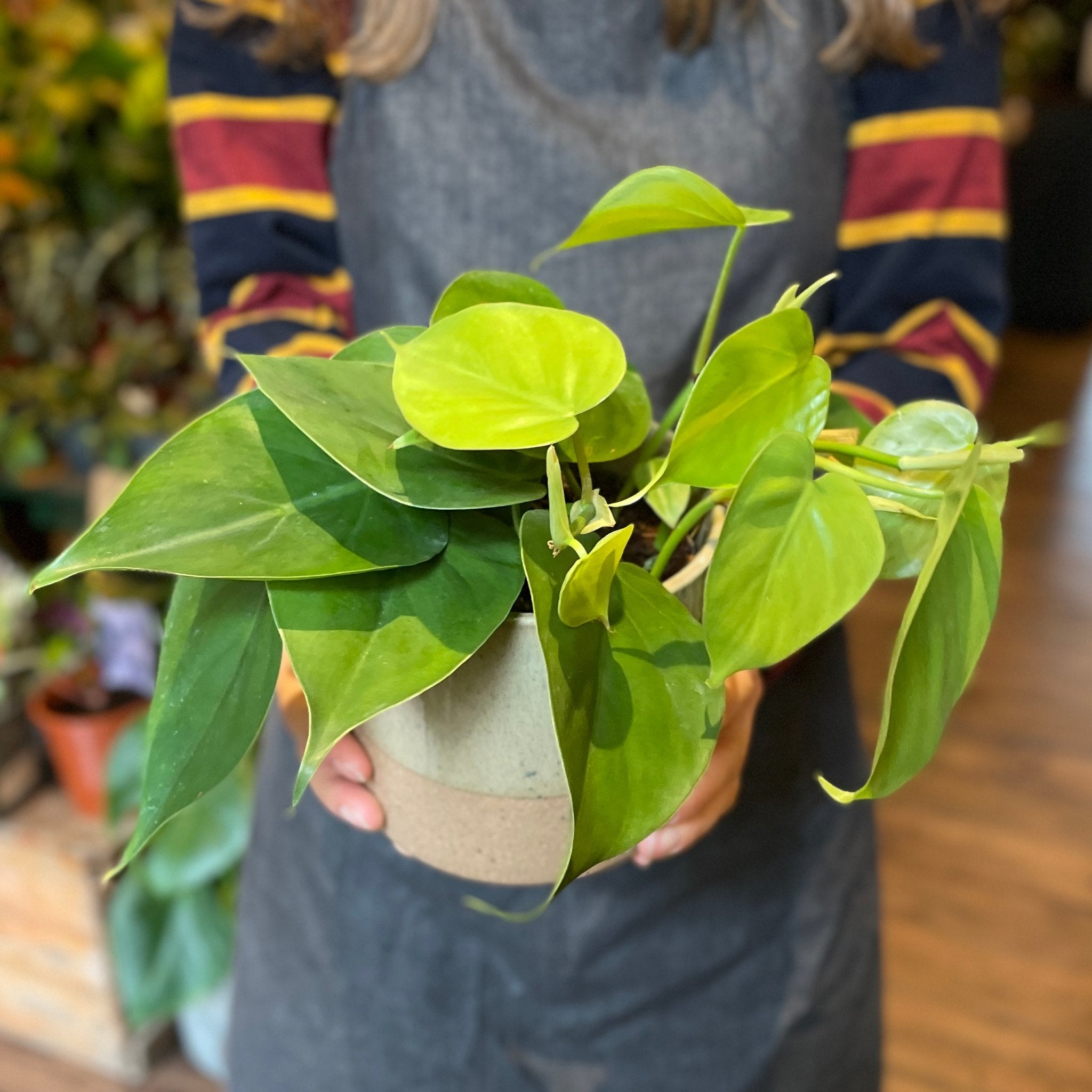 Philodendron scandens - grow urban. UK