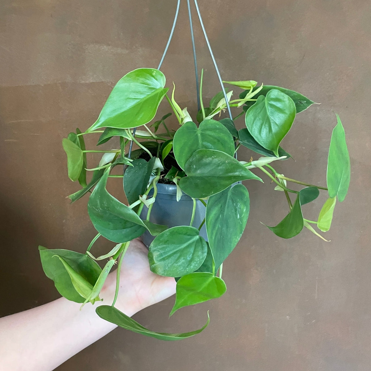 Philodendron scandens (15cm hangpot) | grow urban. Edinburgh