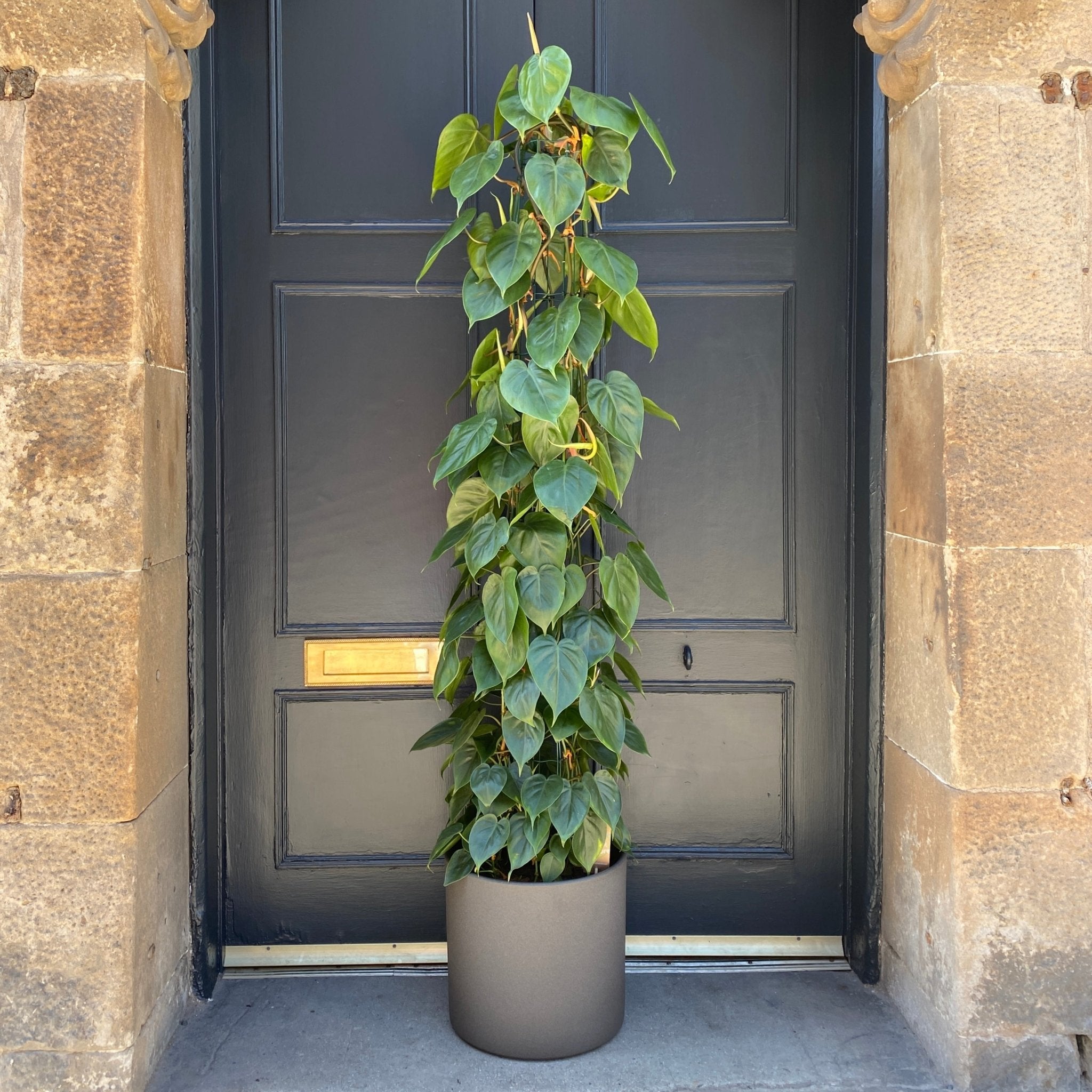 Philodendron scandens (160cm) - grow urban. UK