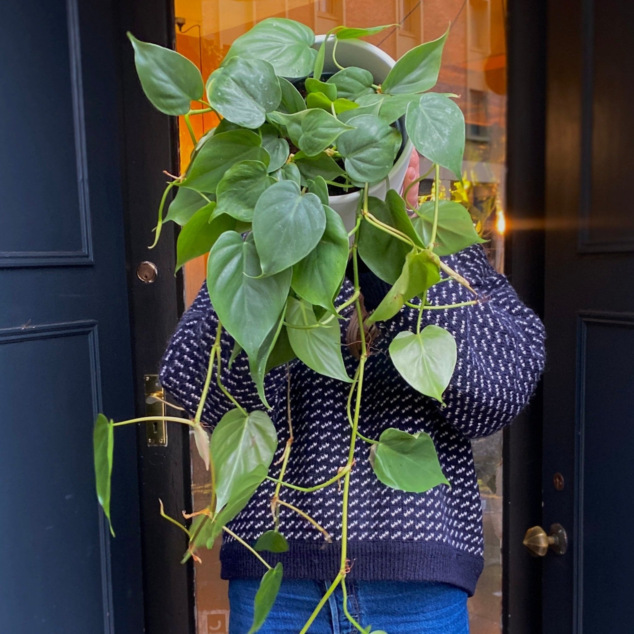 Philodendron scandens (17cm hangpot) - grow urban. UK