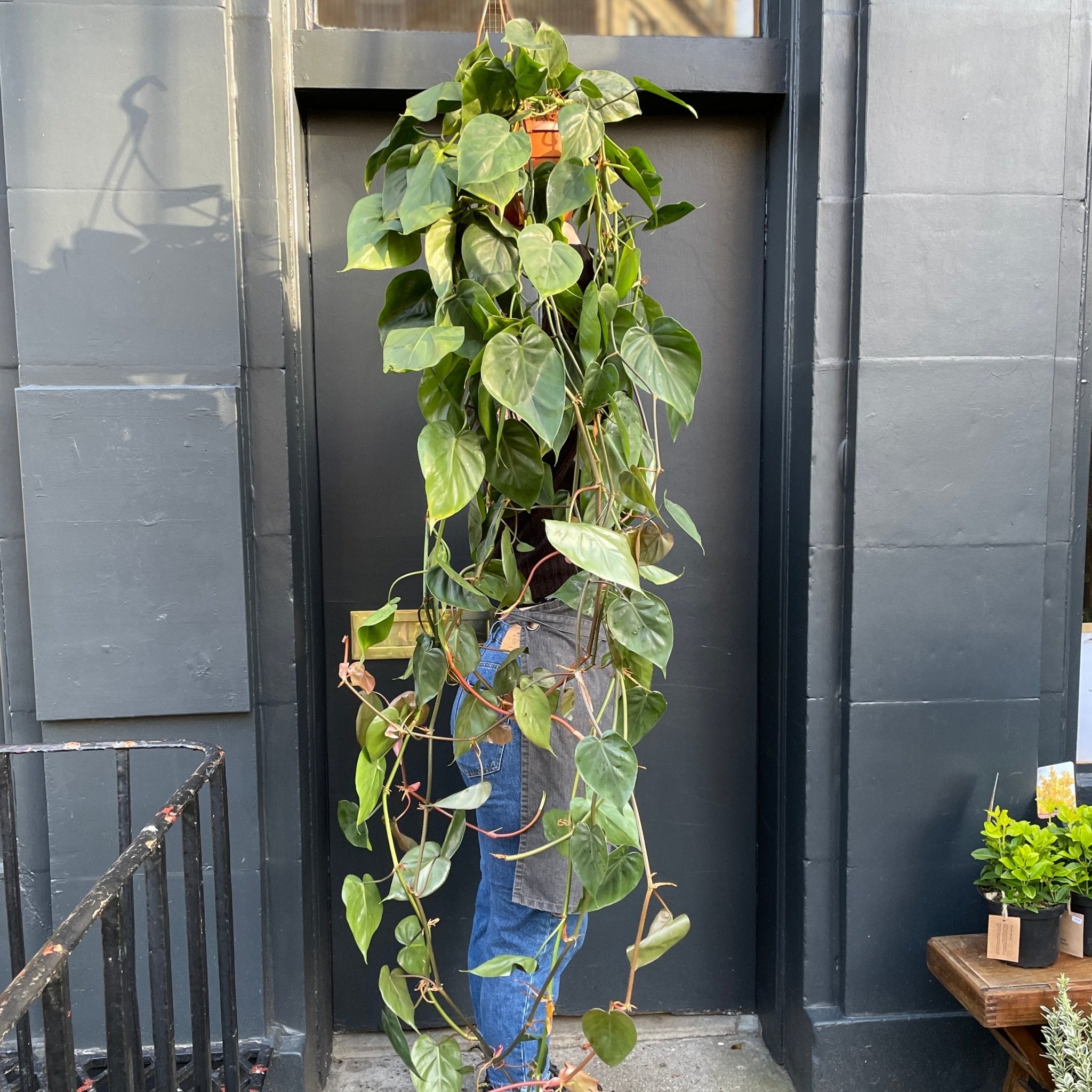 Philodendron scandens (20cm hangpot) - grow urban. UK