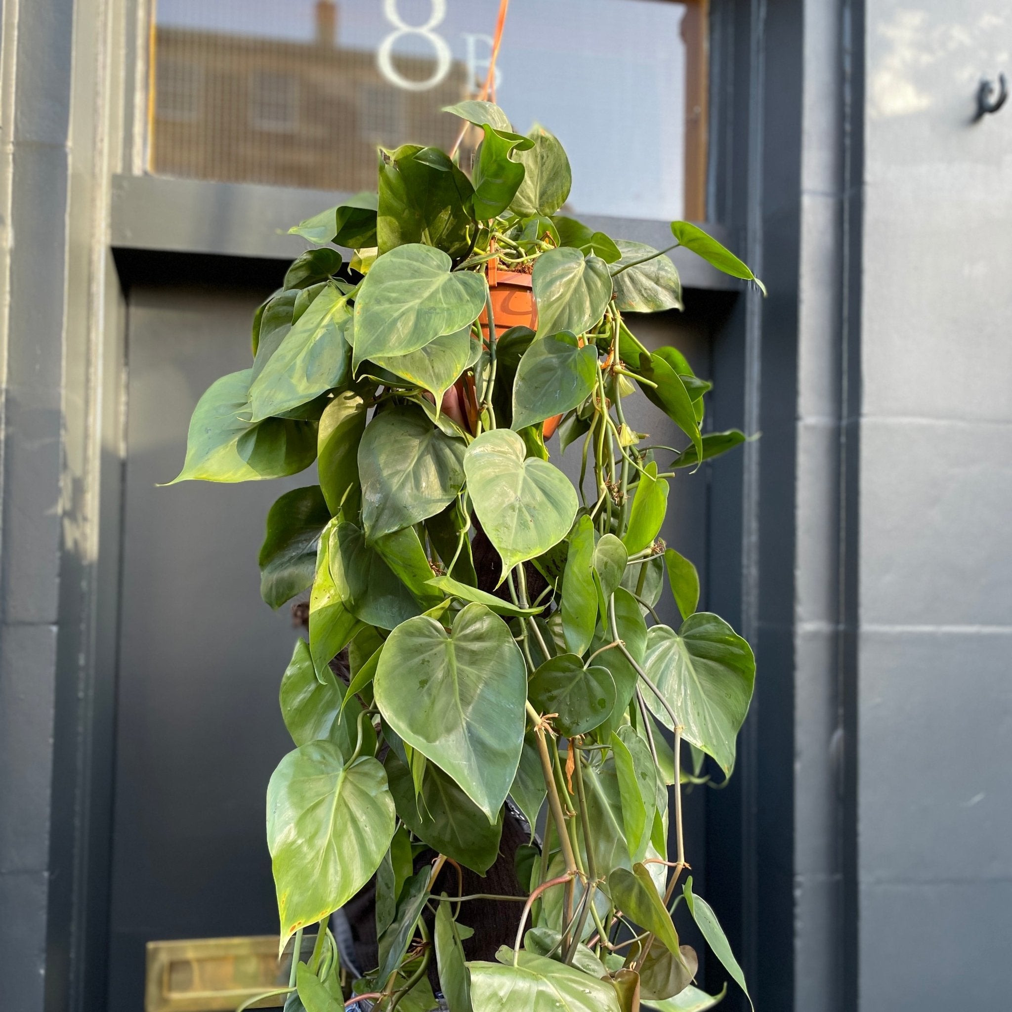 Philodendron scandens (20cm hangpot) - grow urban. UK