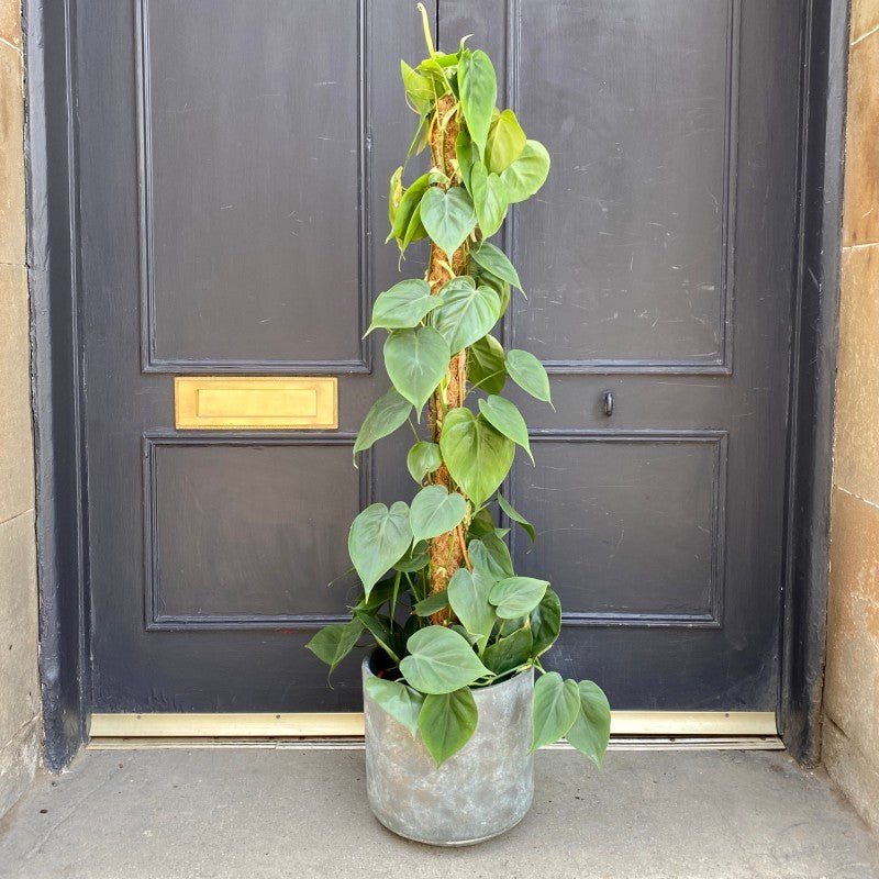 Philodendron scandens (21cm pot) - grow urban. UK