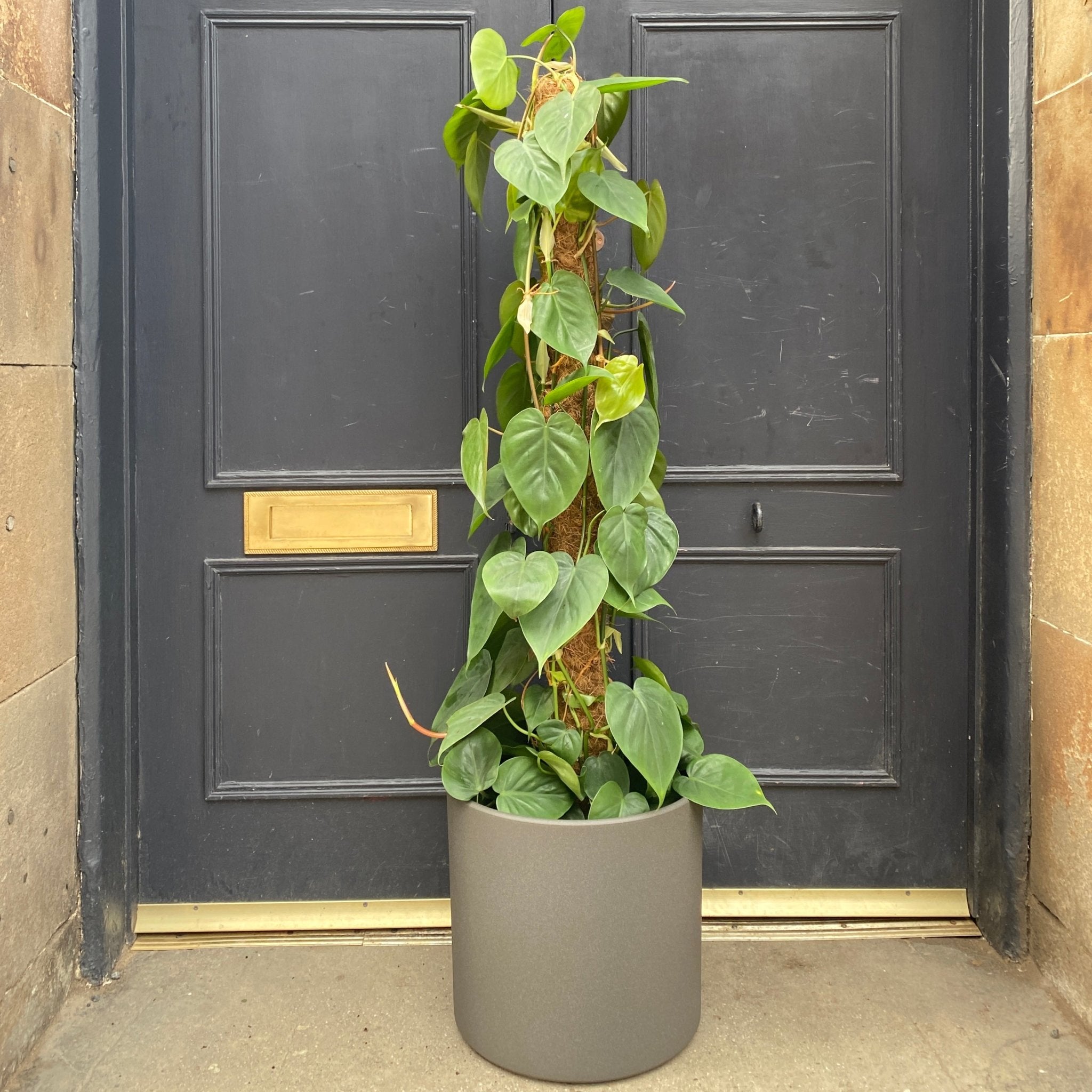 Philodendron scandens (24cm pot) - grow urban. UK