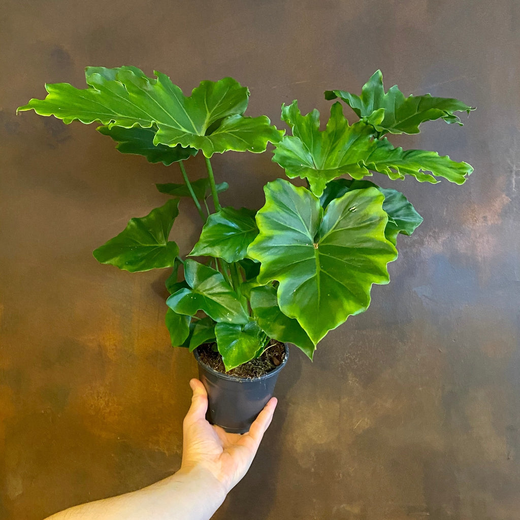 philodendron shangri la pflege Philodendron 'Shangri La'
