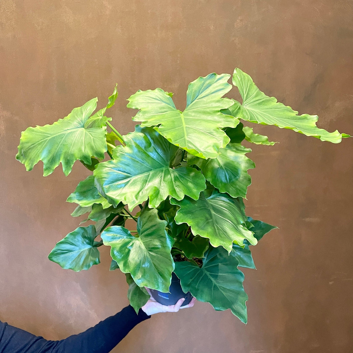 philodendron shangri la height Philodendron 'Shangri La' (17cm pot)
