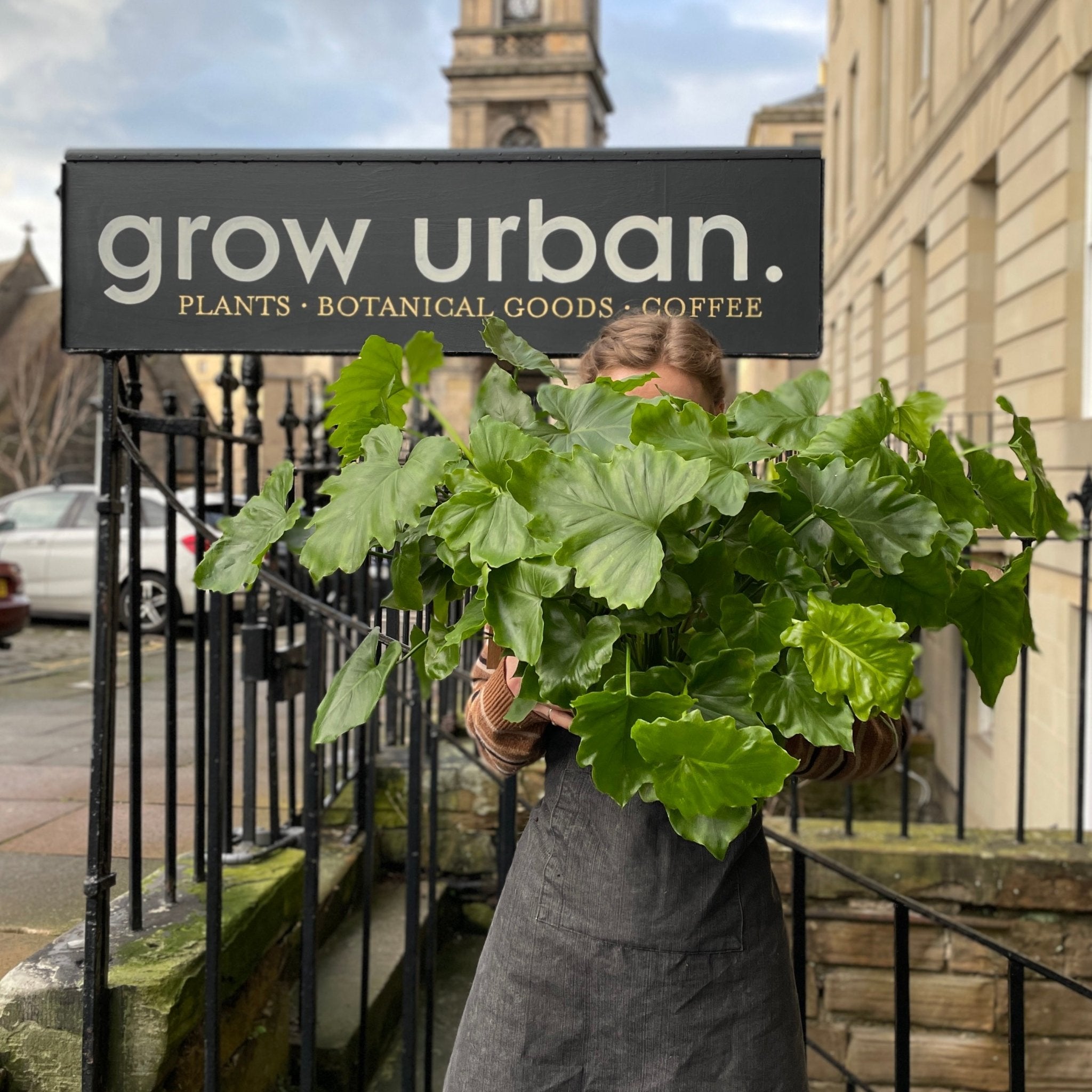 Philodendron ‘Shangri La’ (17cm pot) - grow urban. UK