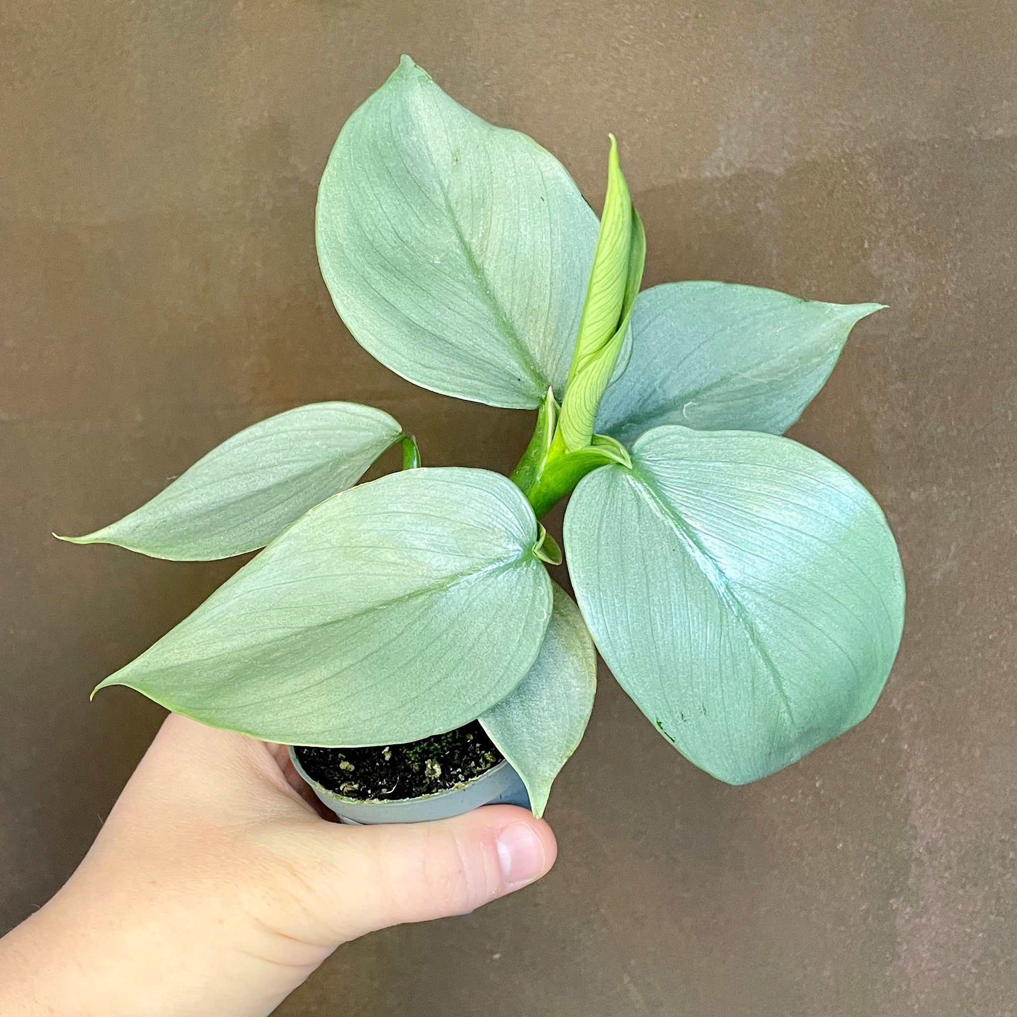 Philodendron ‘Silver Dust' - grow urban. UK