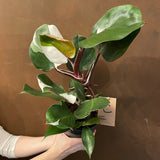 Philodendron 'White Knight' - grow urban. UK