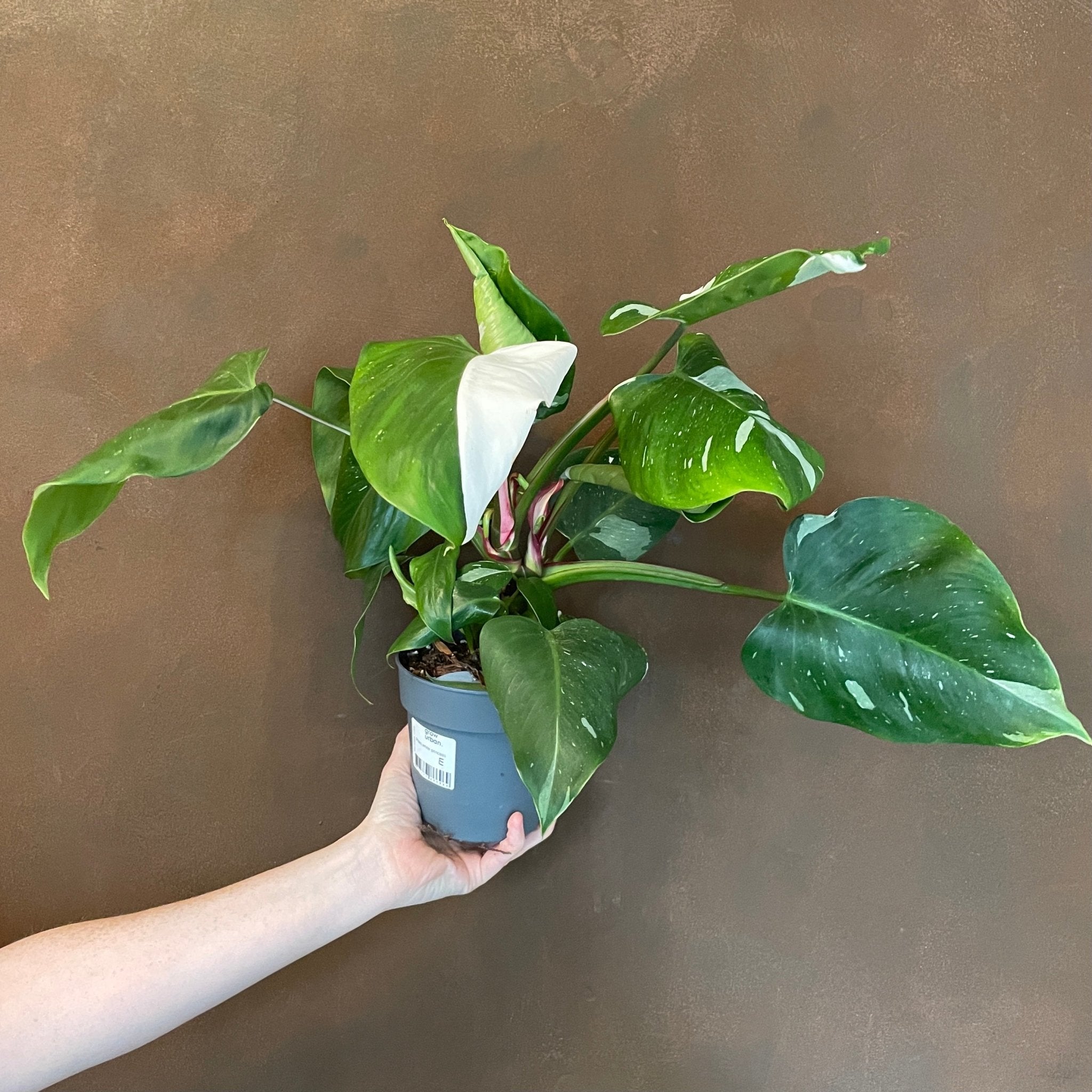 Philodendron ‘White Princess’ (12cm pot) - grow urban. UK