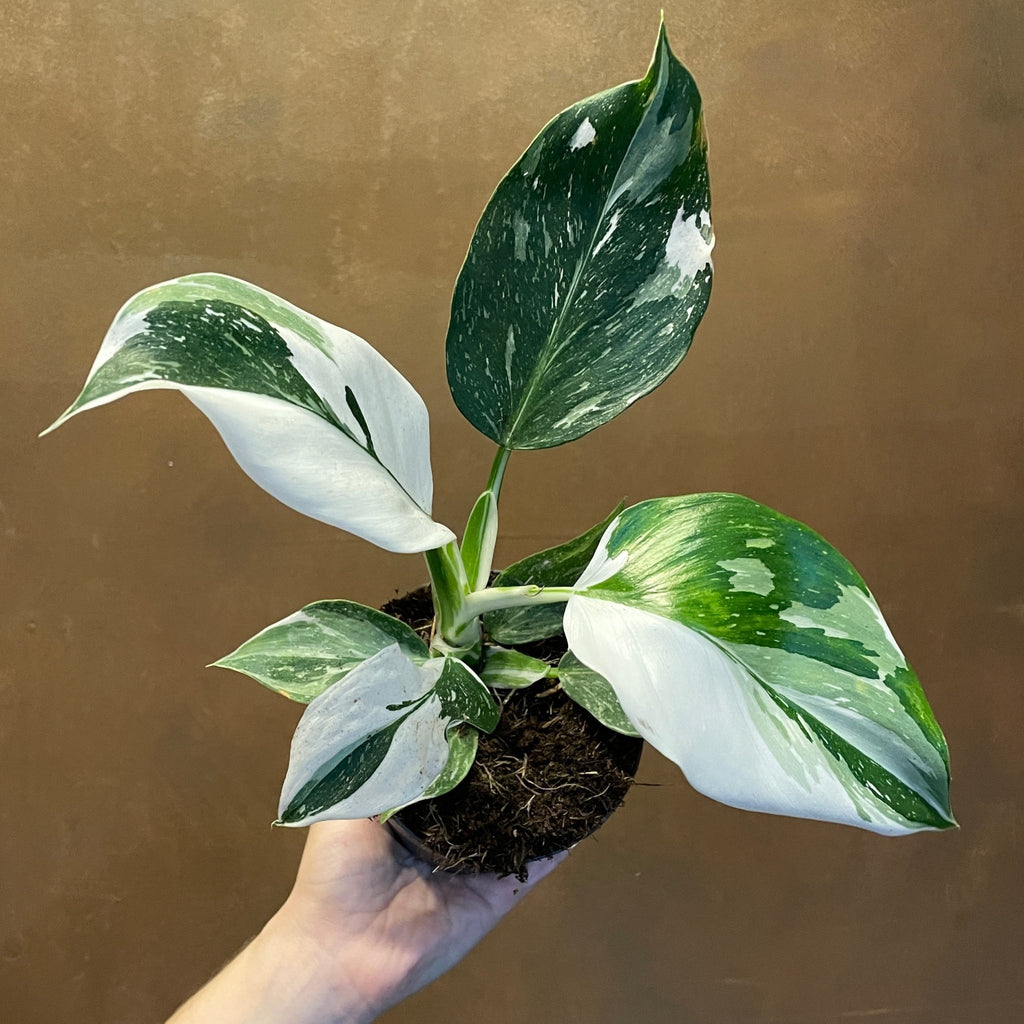 philodendron white wizard seeds Philodendron 'White Wizard'
