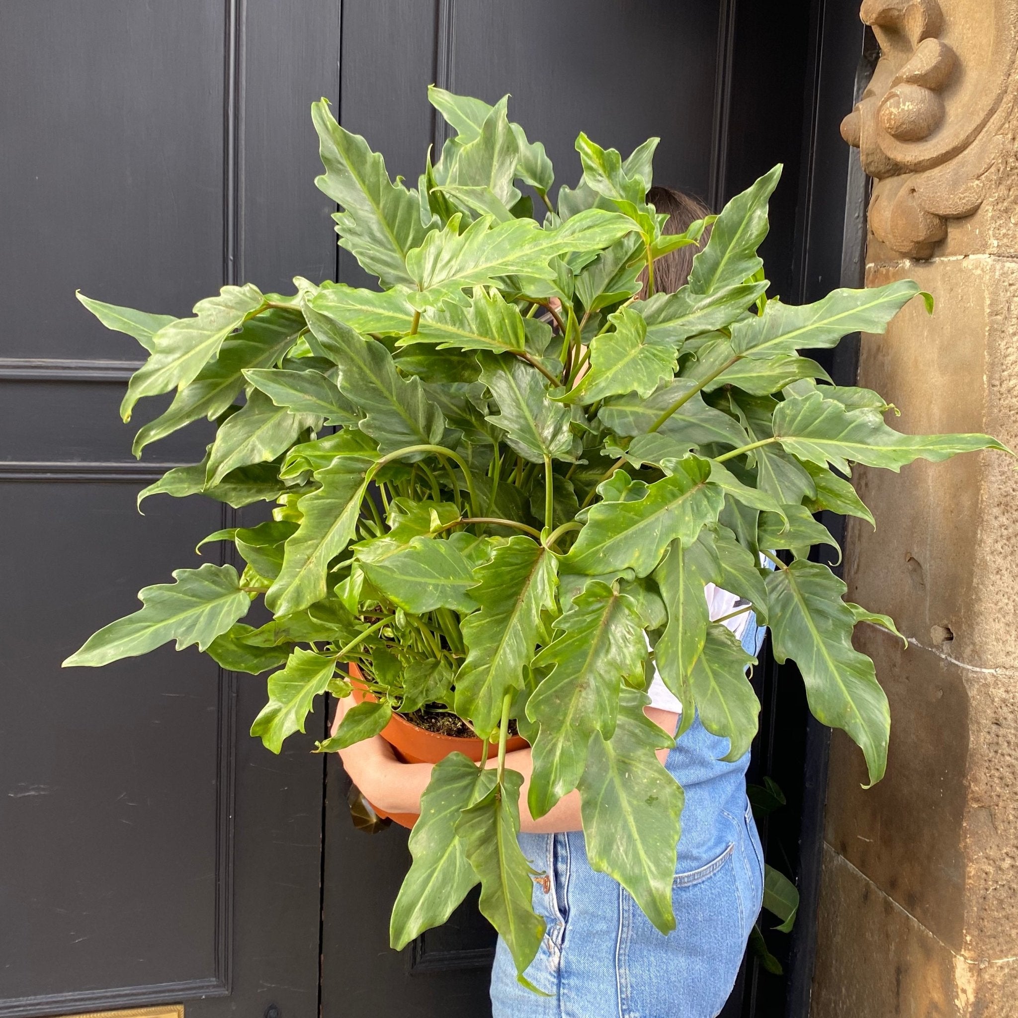 Philodendron 'Xanadu' (24cm pot) - grow urban. UK