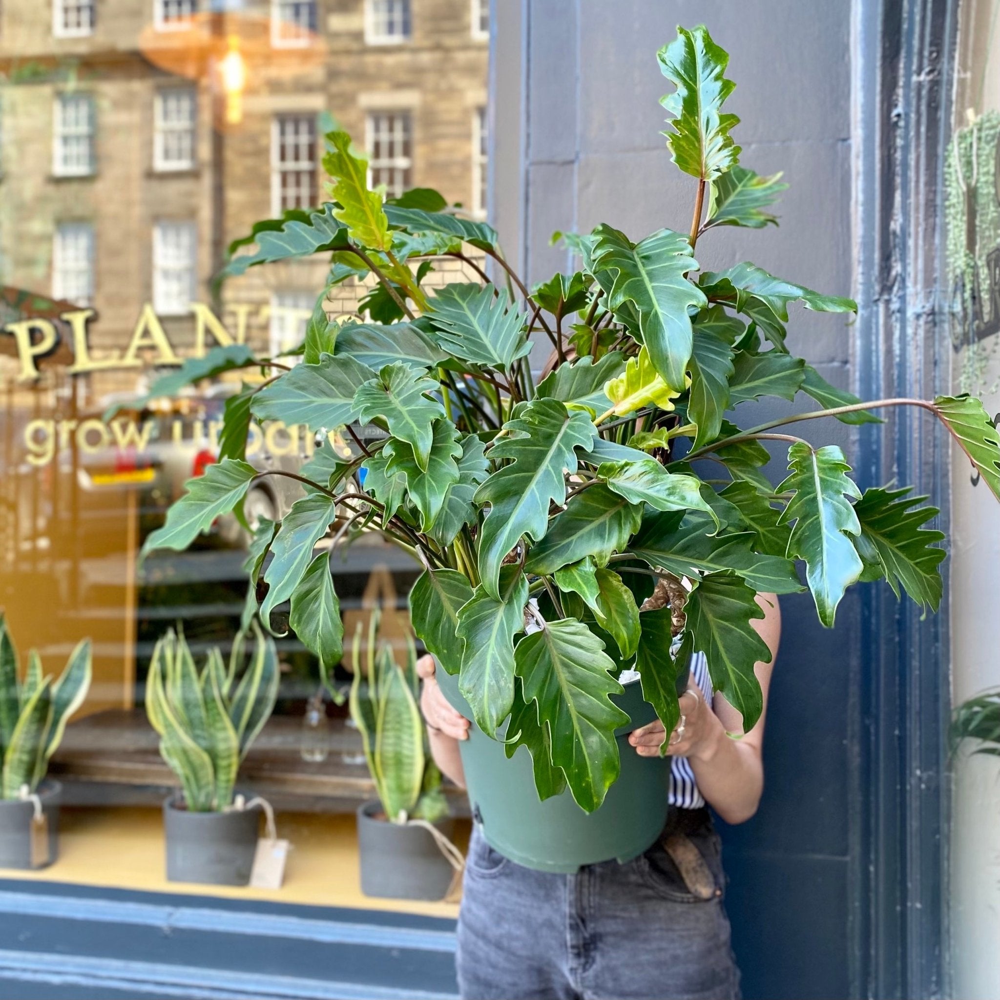 Philodendron 'Xanadu' (30cm pot) - grow urban. UK