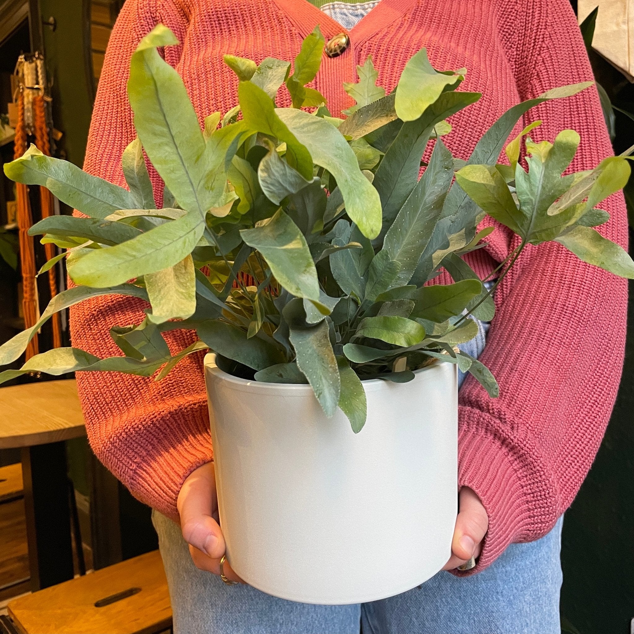 Phlebodium aureum (14cm pot) - grow urban. UK