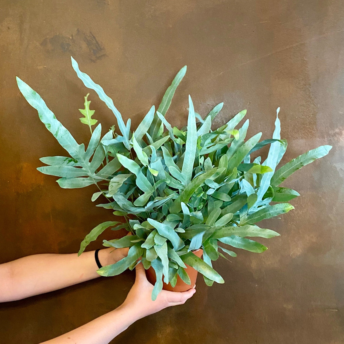 blue star fern care uk Blue Star Fern (Phlebodium aureum)