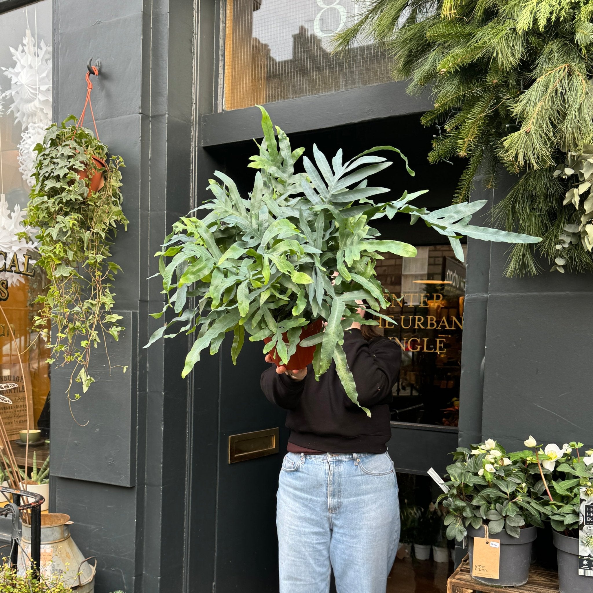 Phlebodium aureum (19cm pot) - grow urban. UK