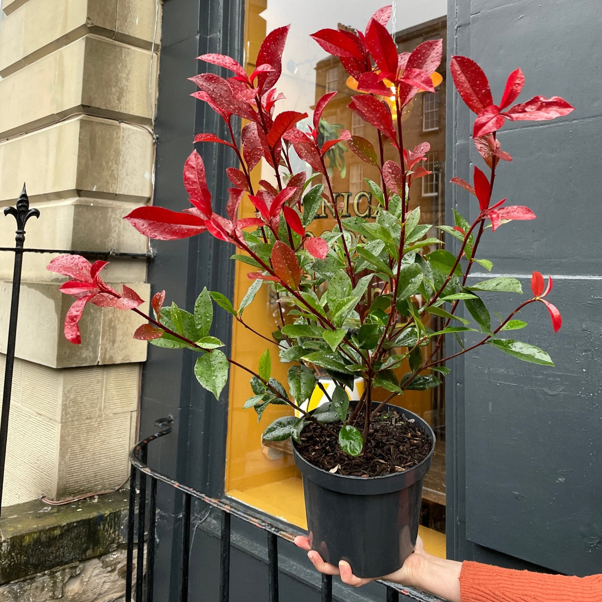 Photinia x fraseri 'Carre Rouge'