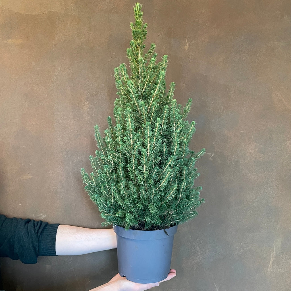 picea indoor plant Picea glauca 'Conica'