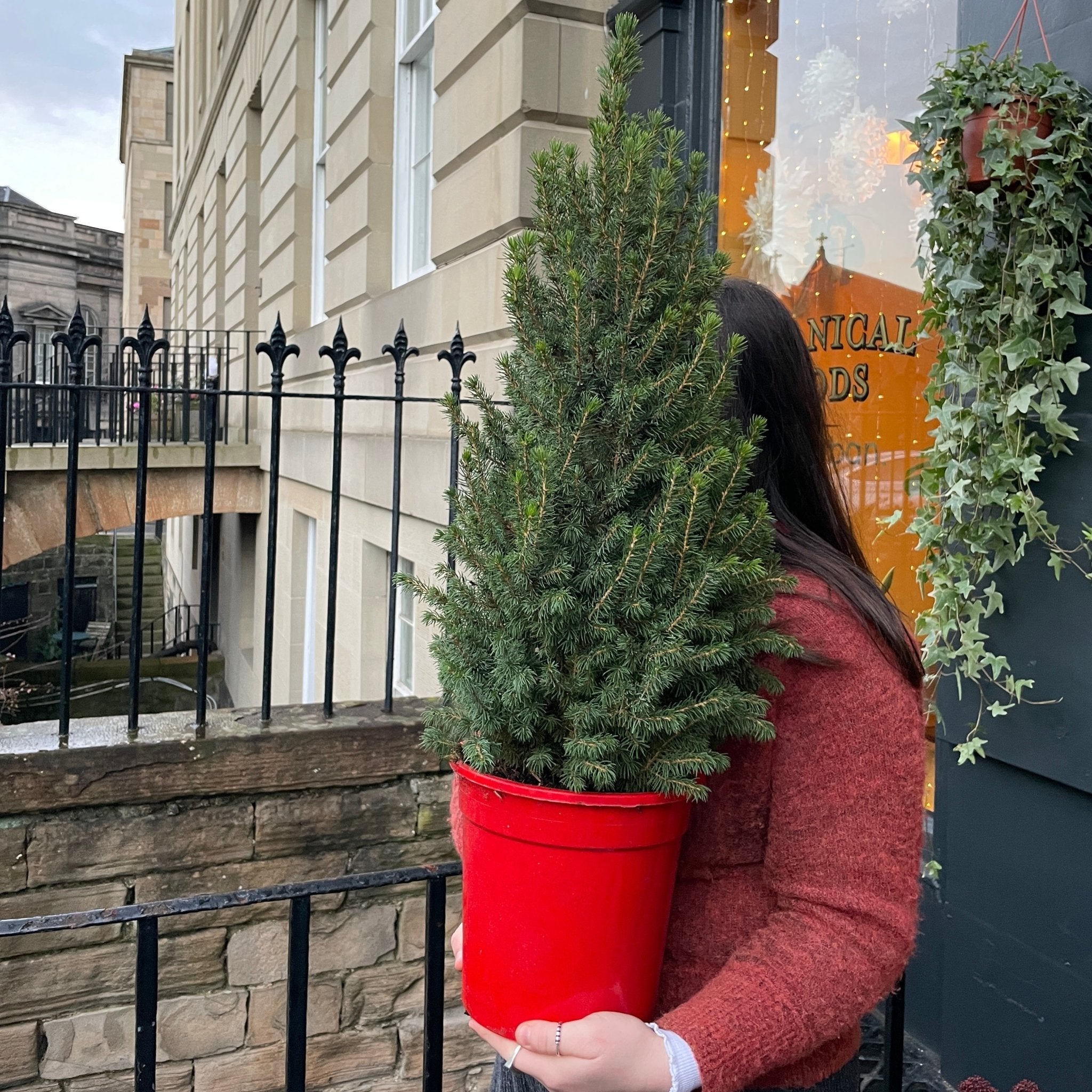 Picea glauca 'Perfecta' (80cm) - grow urban. UK