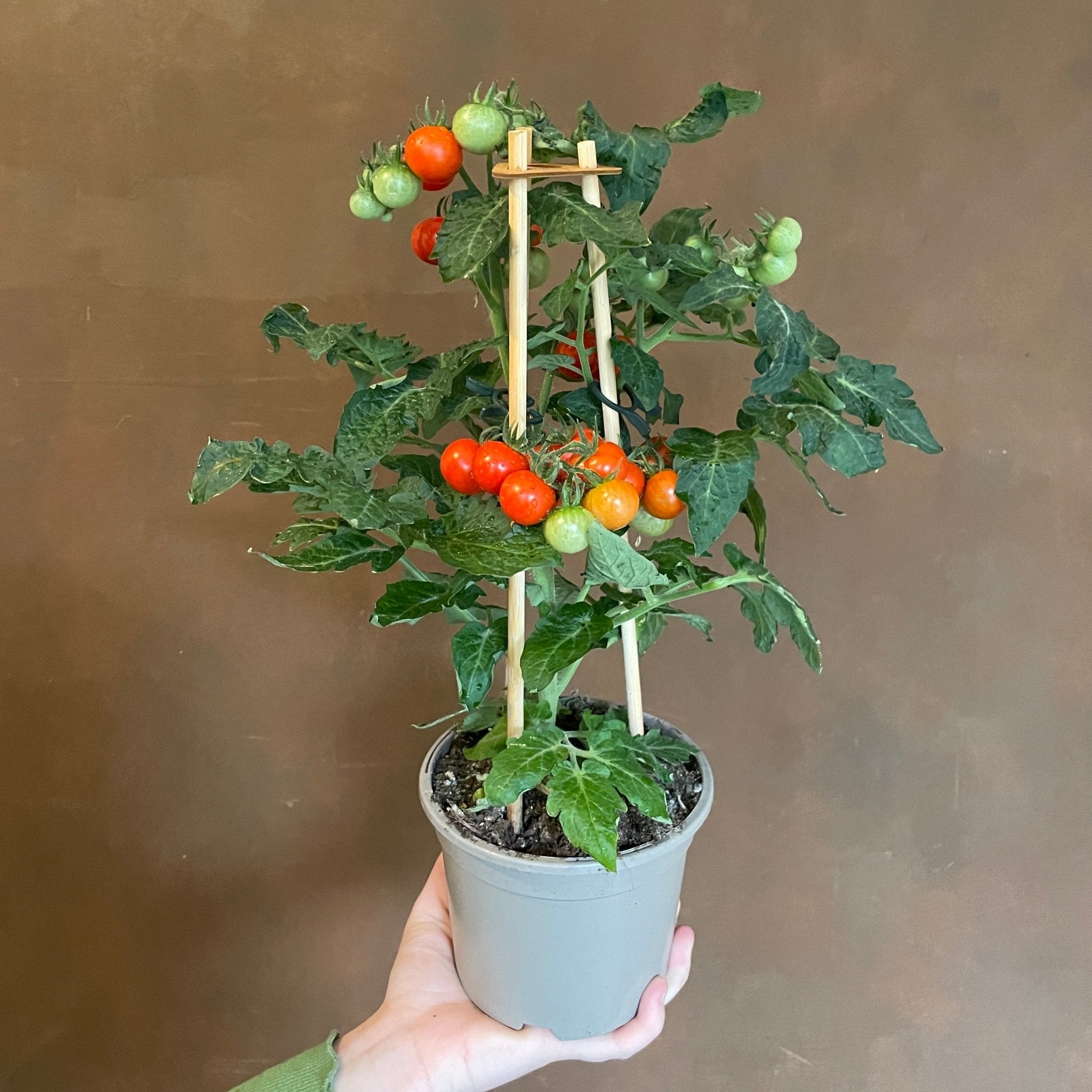 Pick&Joy® Cherry Tomato - grow urban. UK
