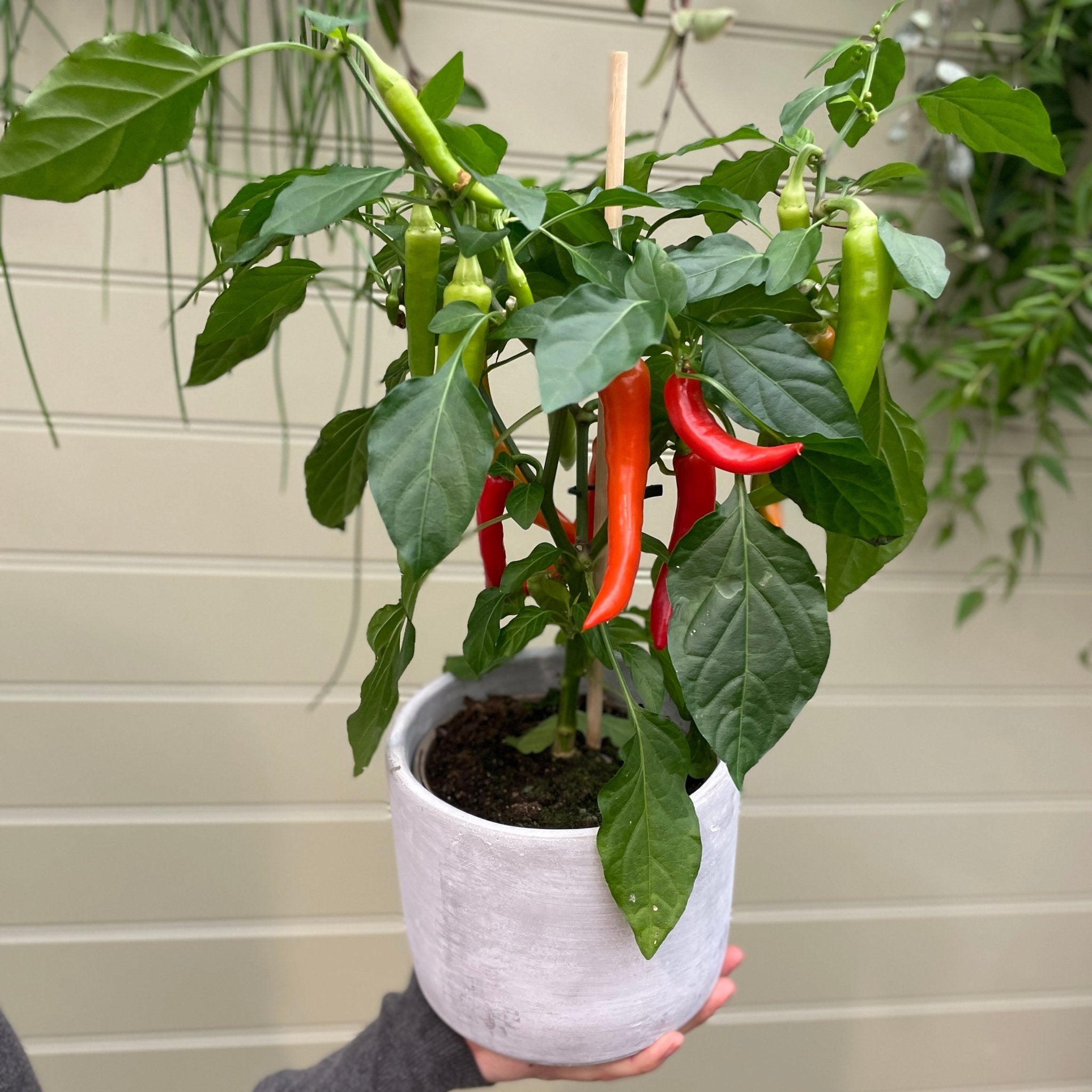 Red chilli deals plant