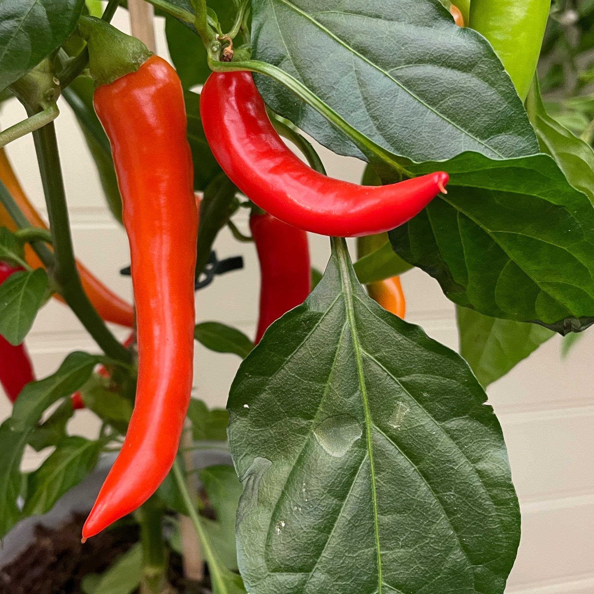 Pick&Joy® Hot Red Chilli - grow urban. UK