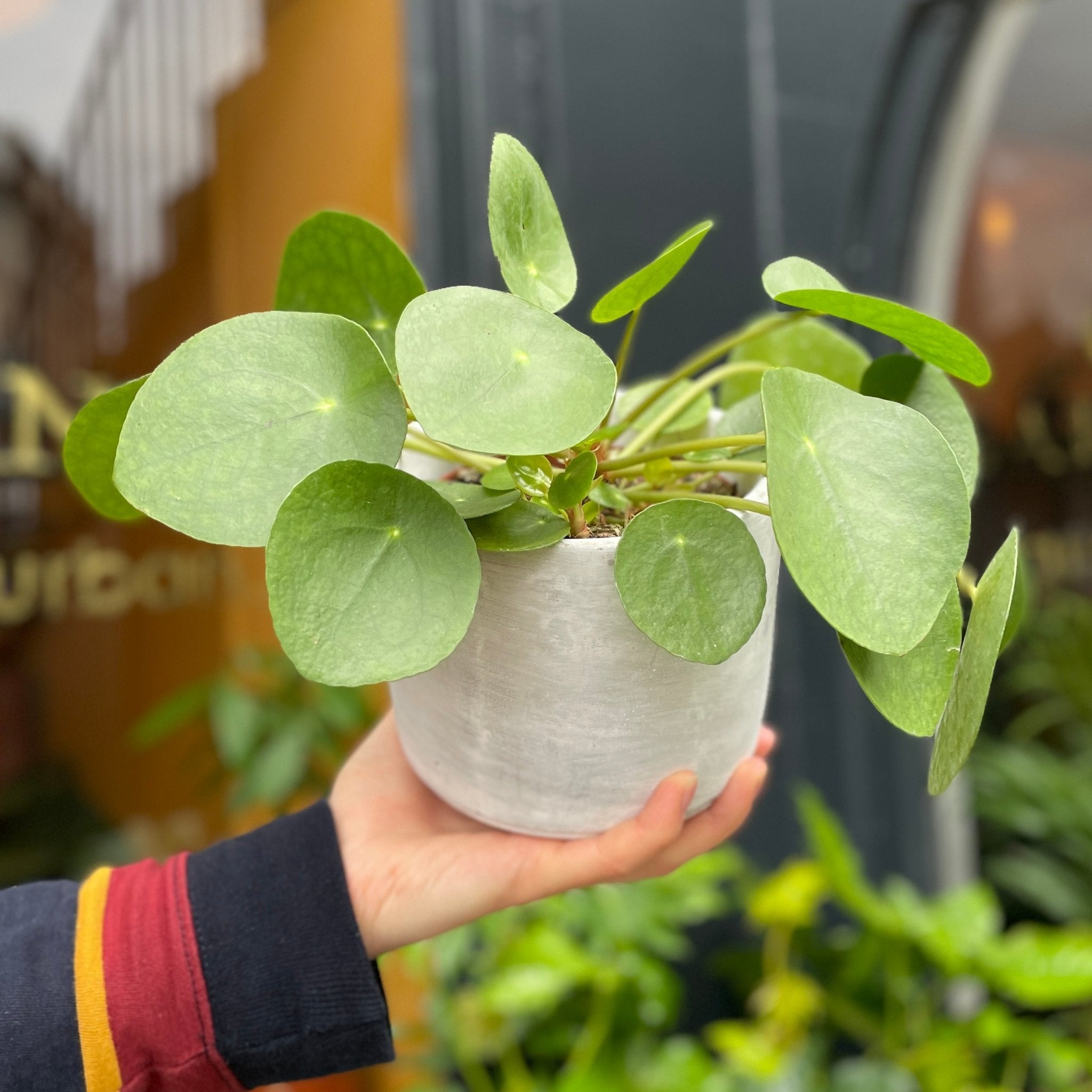 Pilea peperomioides (12cm pot) - grow urban. UK