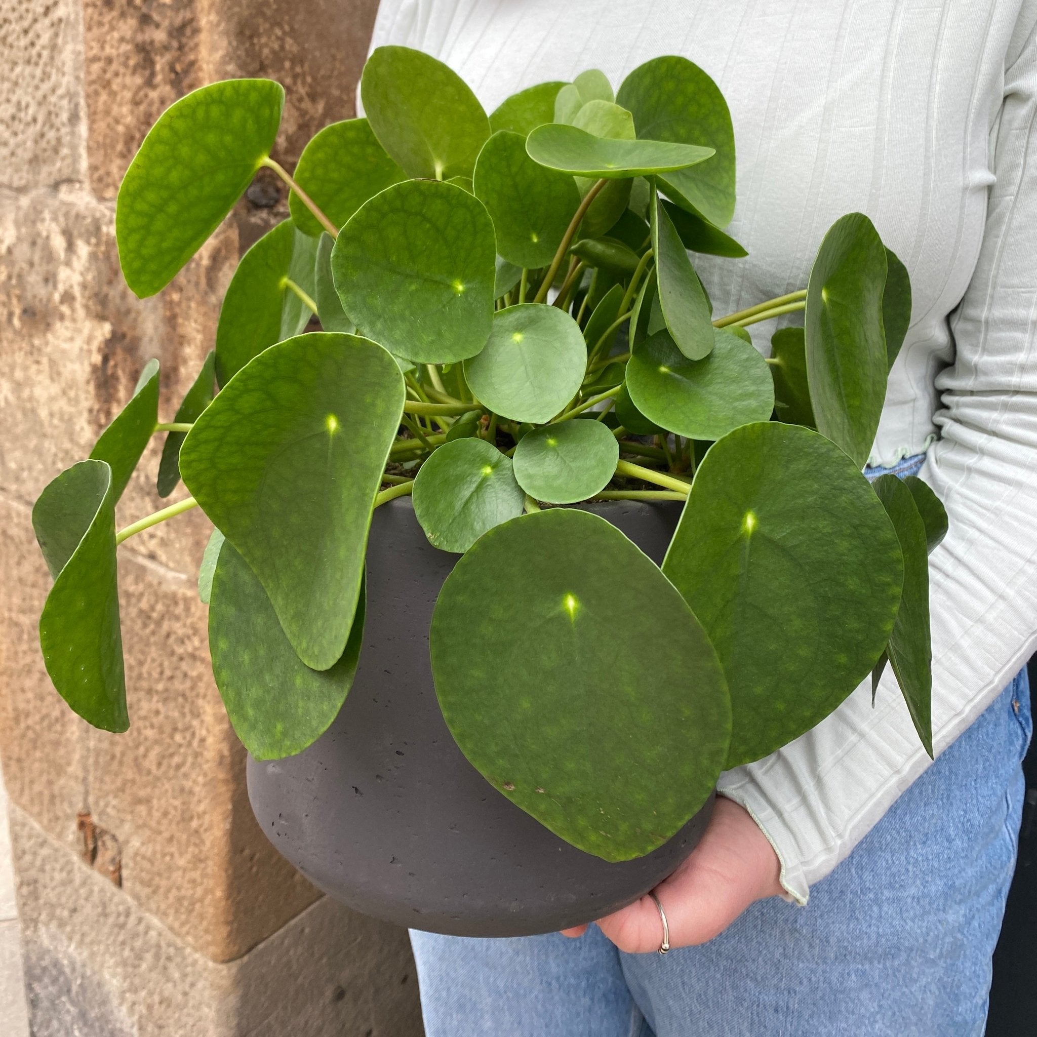 Pilea peperomioides (15cm pot) - grow urban. UK