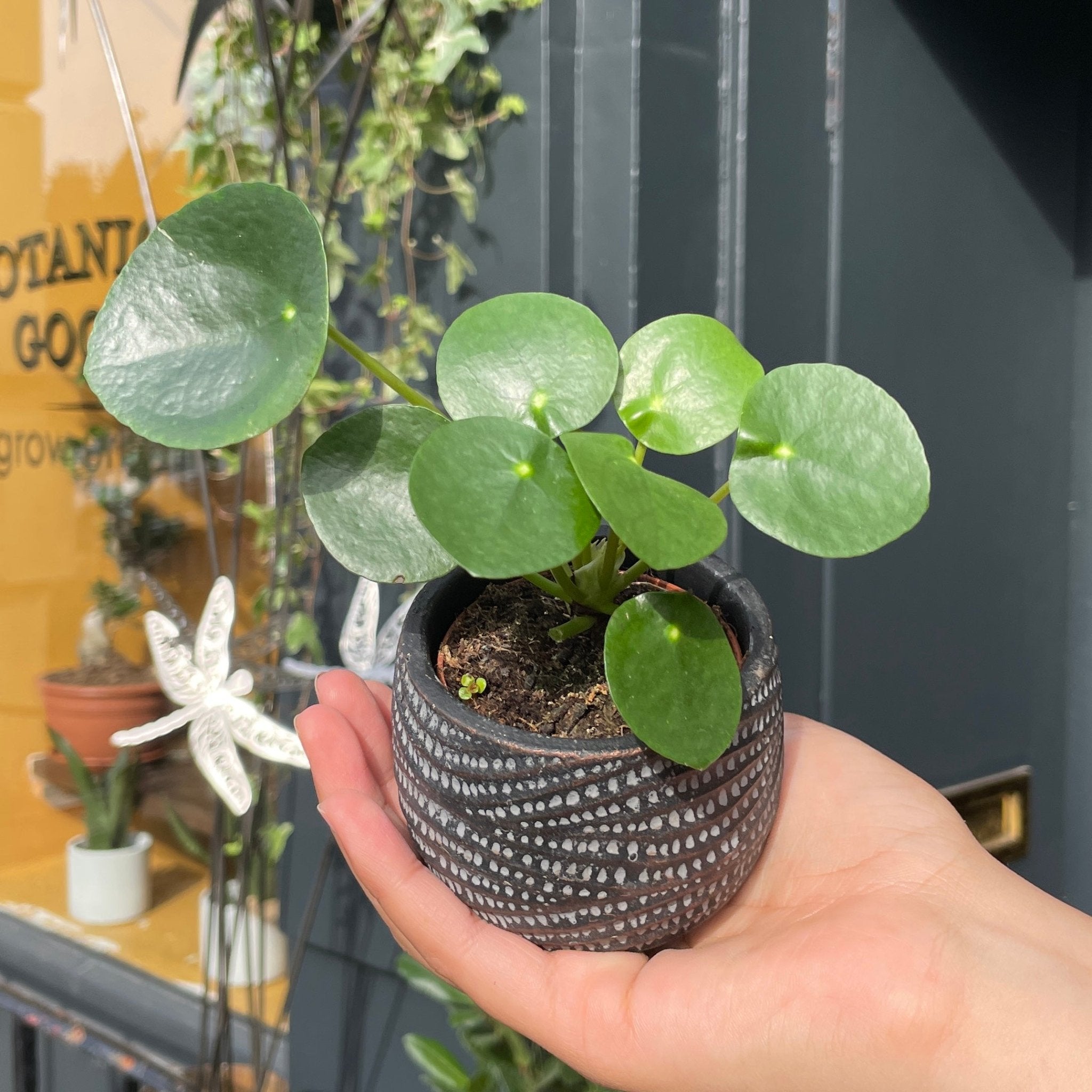 Pilea peperomioides (6cm pot) - grow urban. UK