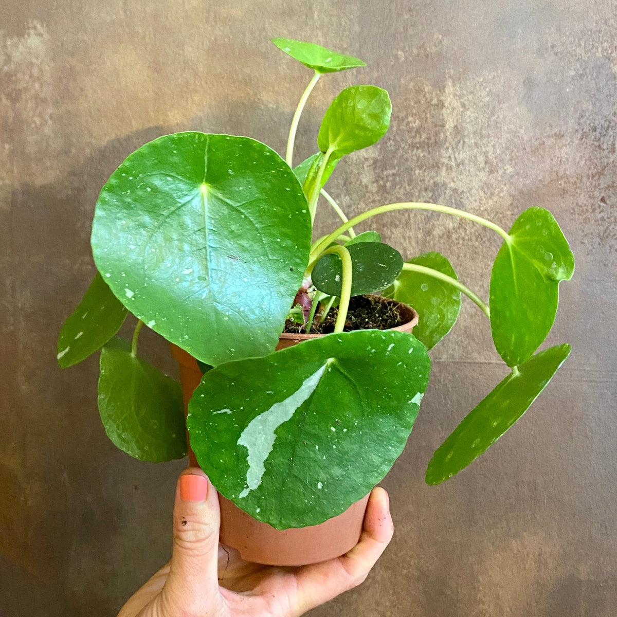 Pilea 'White Splash'