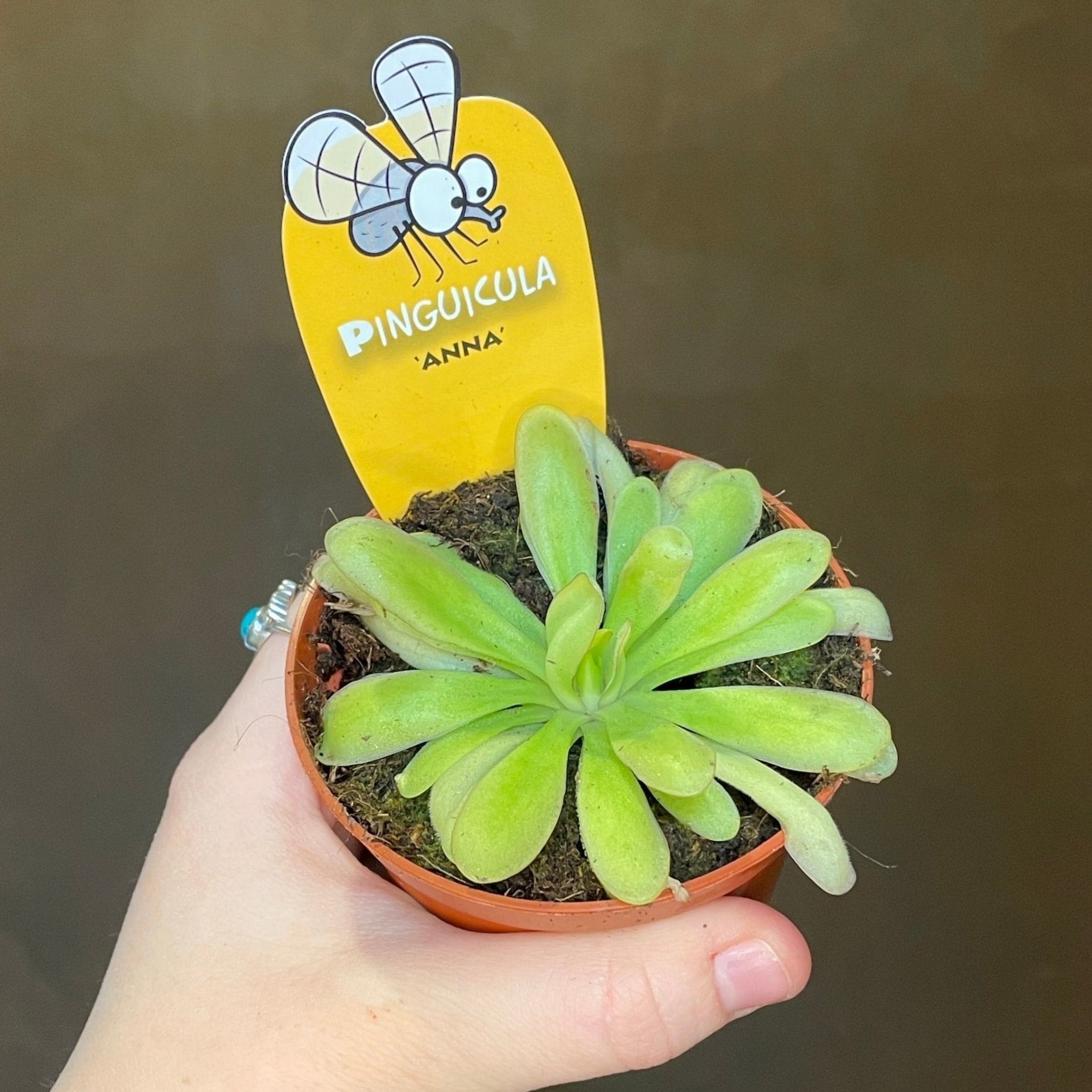 Pinguicula [Butterwort] - grow urban. UK