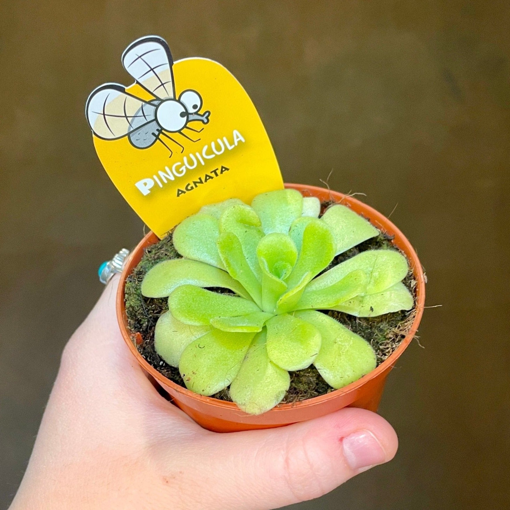 Pinguicula [Butterwort] - grow urban. UK