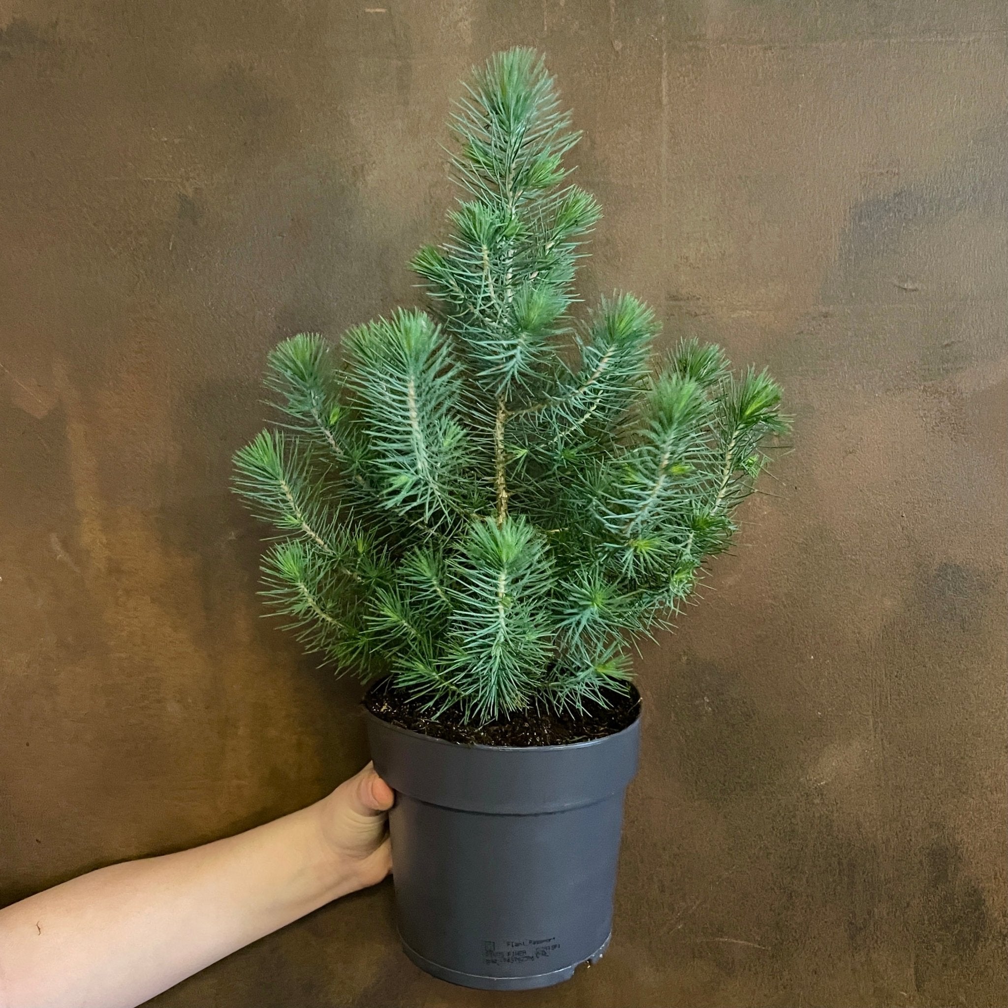 Pinus pinea ‘Silver Crest’ - grow urban. UK