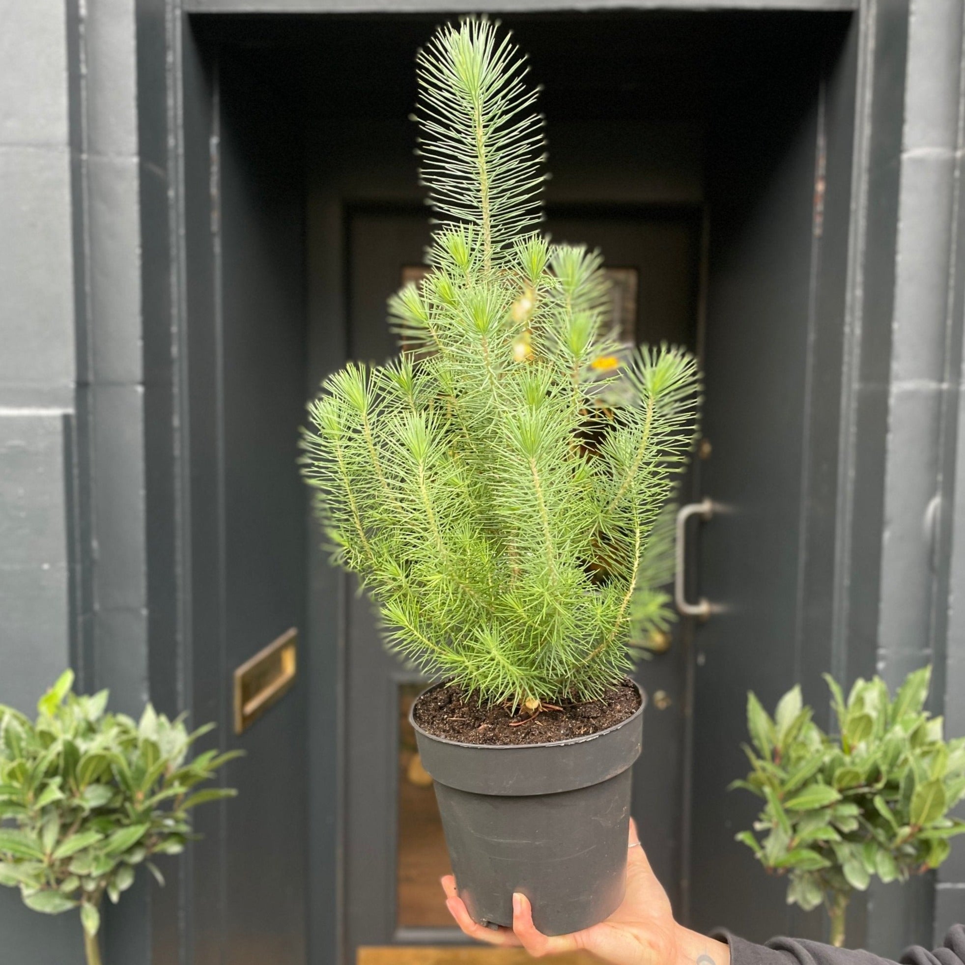 Pinus pinea ‘Silver Crest’ - grow urban. UK