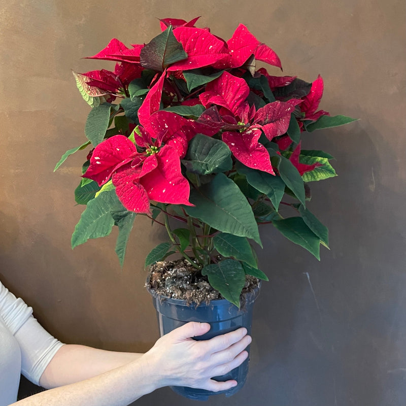 Poinsettia ‘Christmas Feelings’ (19cm pot) - grow urban. UK