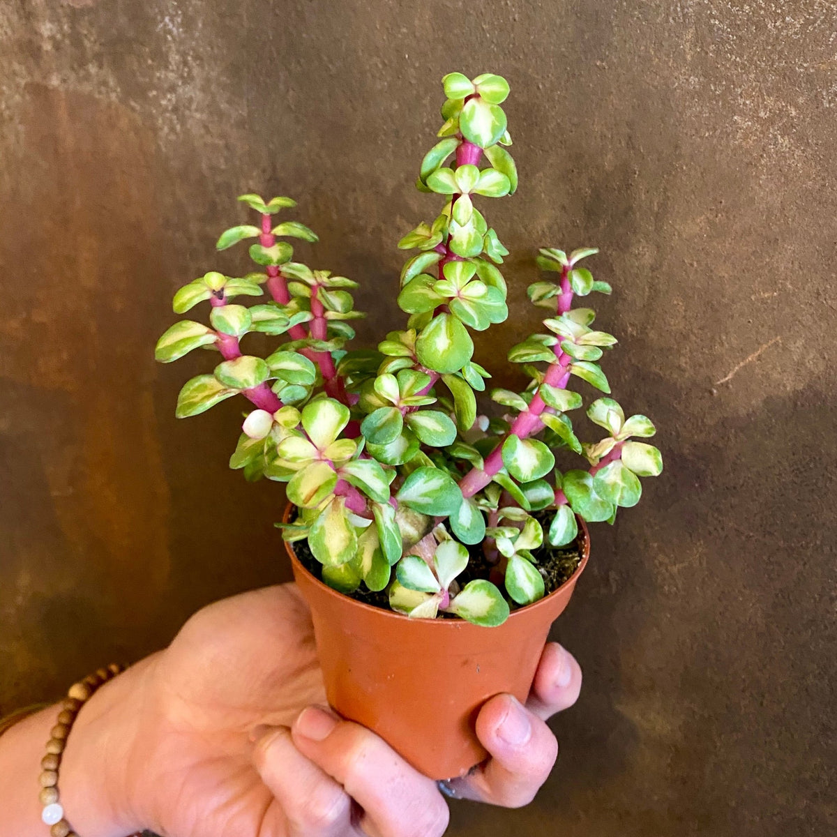 portulacaria afra medio picta care Portulacaria afra 'Mediopicta' | Spekboom