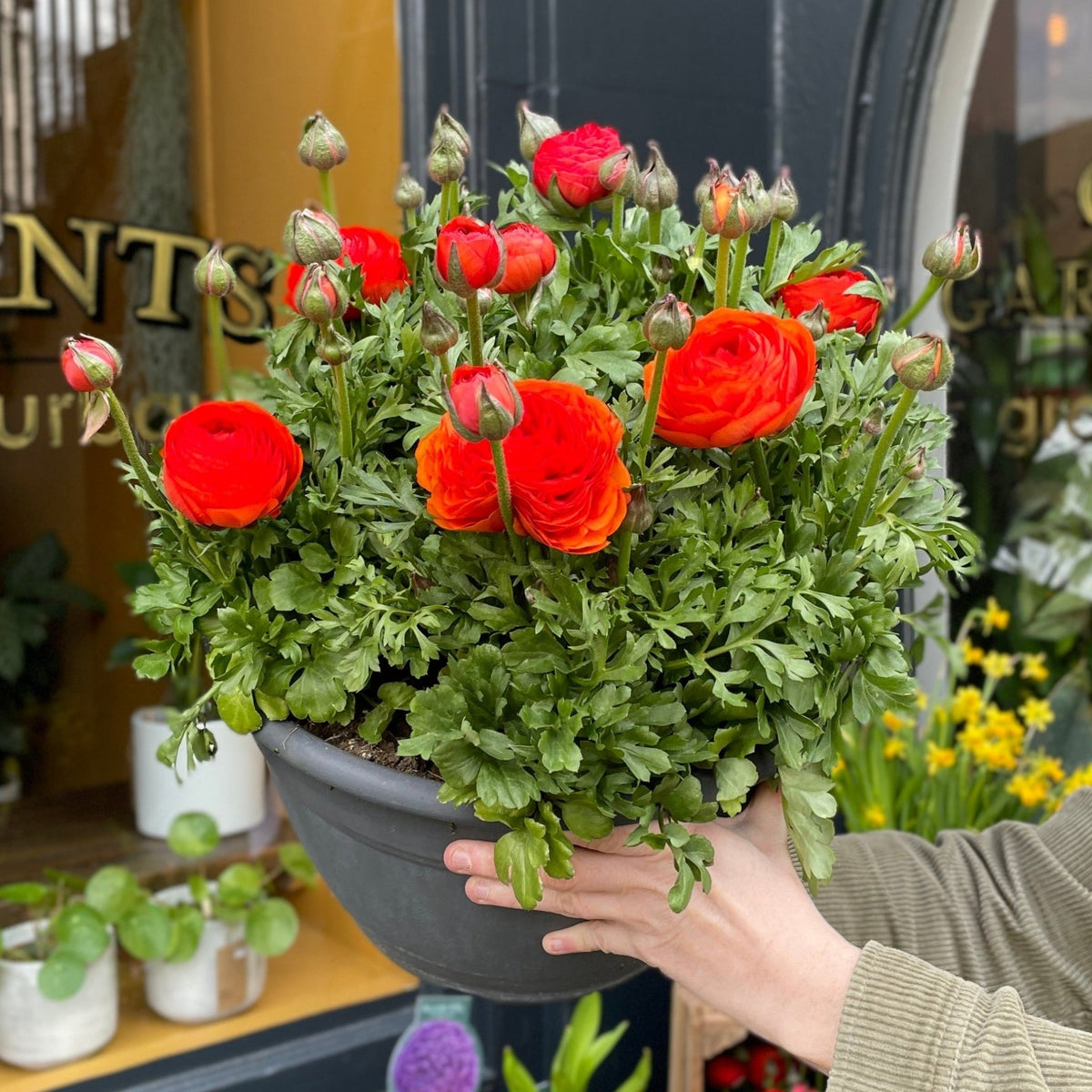planting ranunculus in pots Ranunculus 'Blaze of Glory'