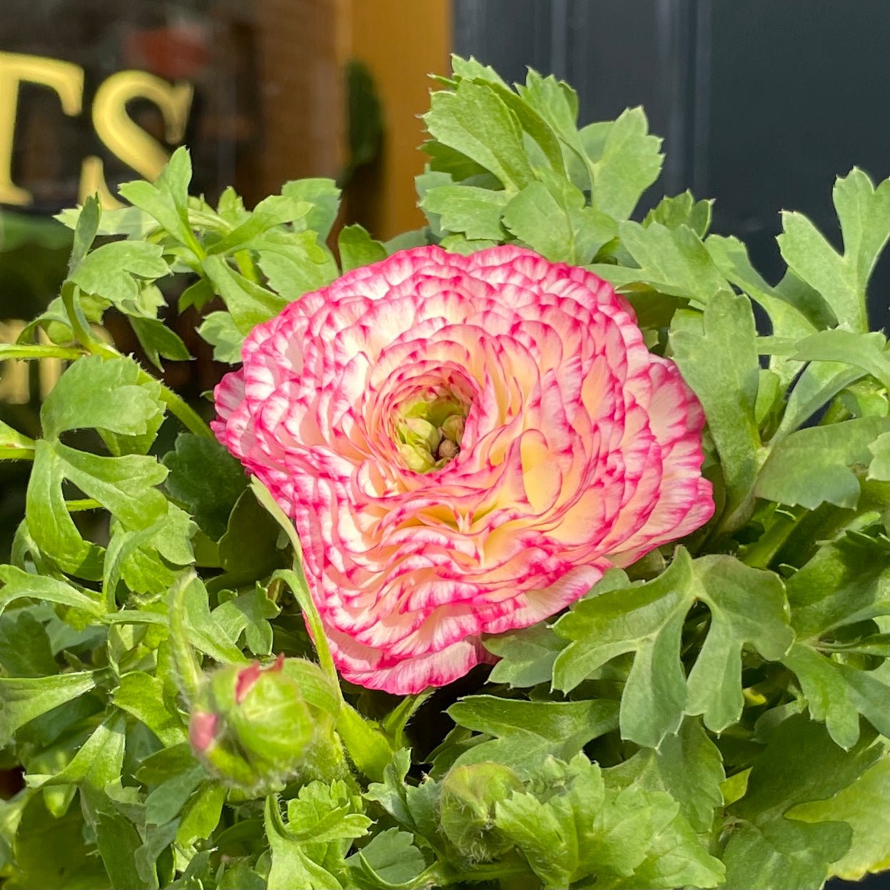 Ranunculus 'Maché Pink' - grow urban. UK