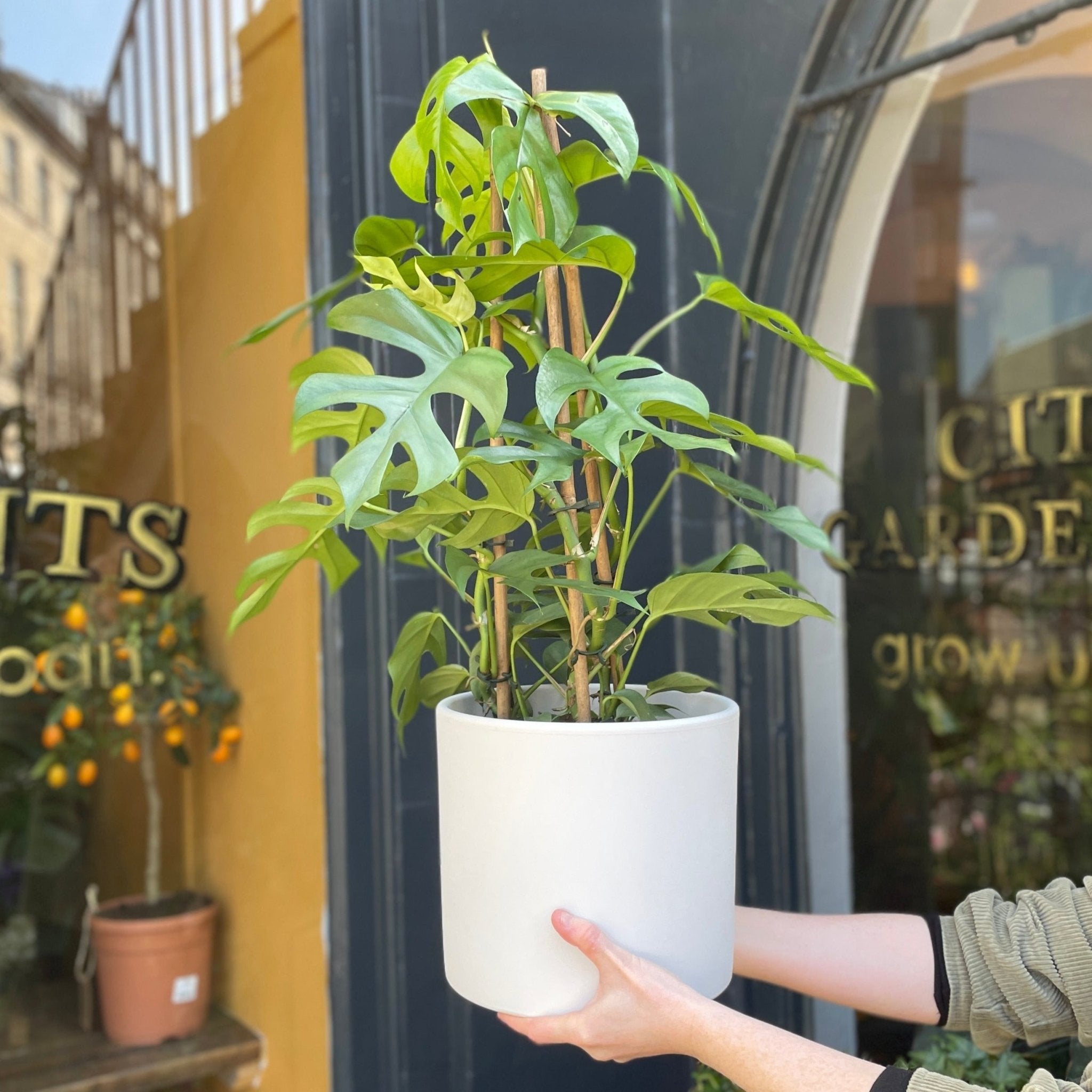 Rhaphidophora tetrasperma (19cm pot) - grow urban. UK
