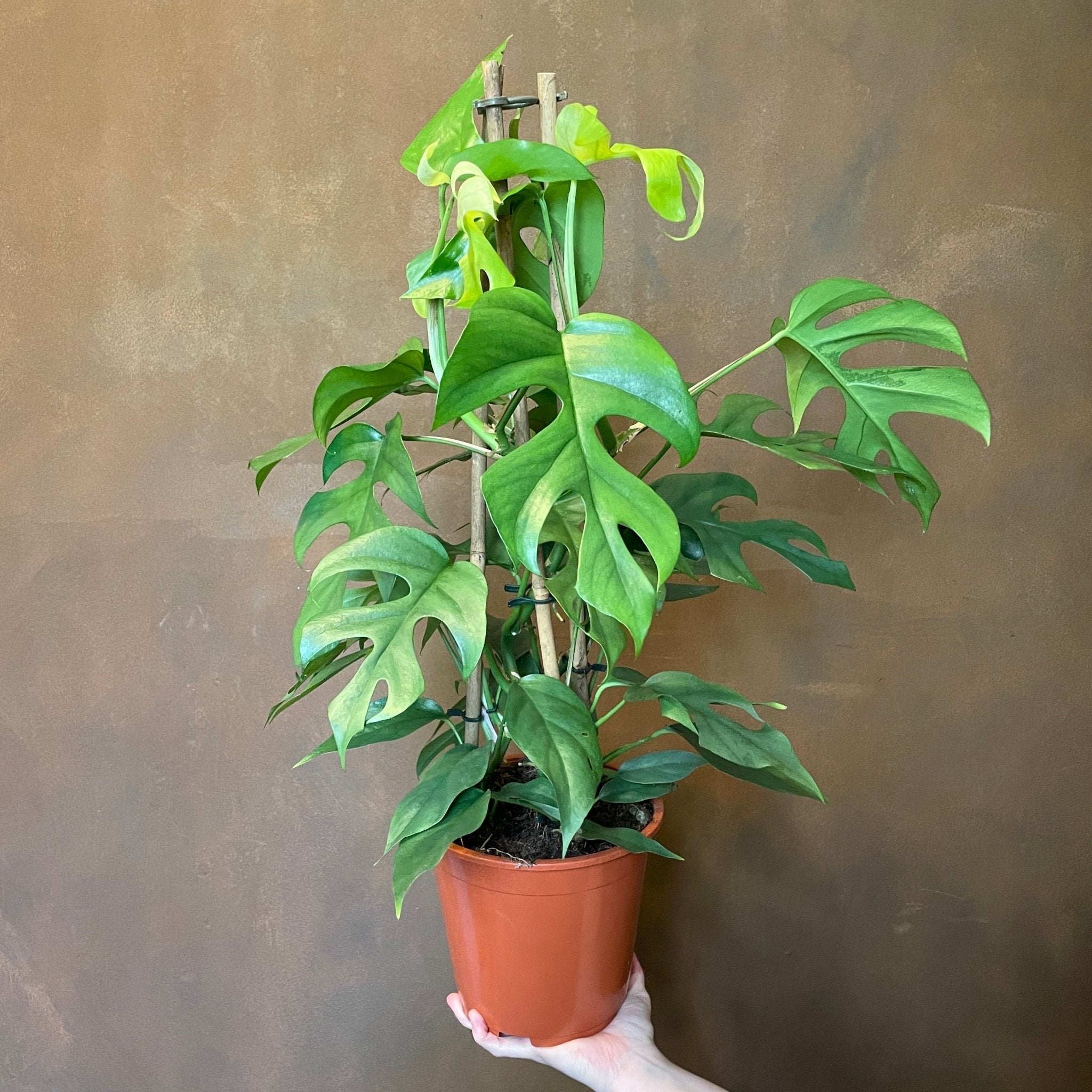 Rhaphidophora tetrasperma (19cm pot) - grow urban. UK