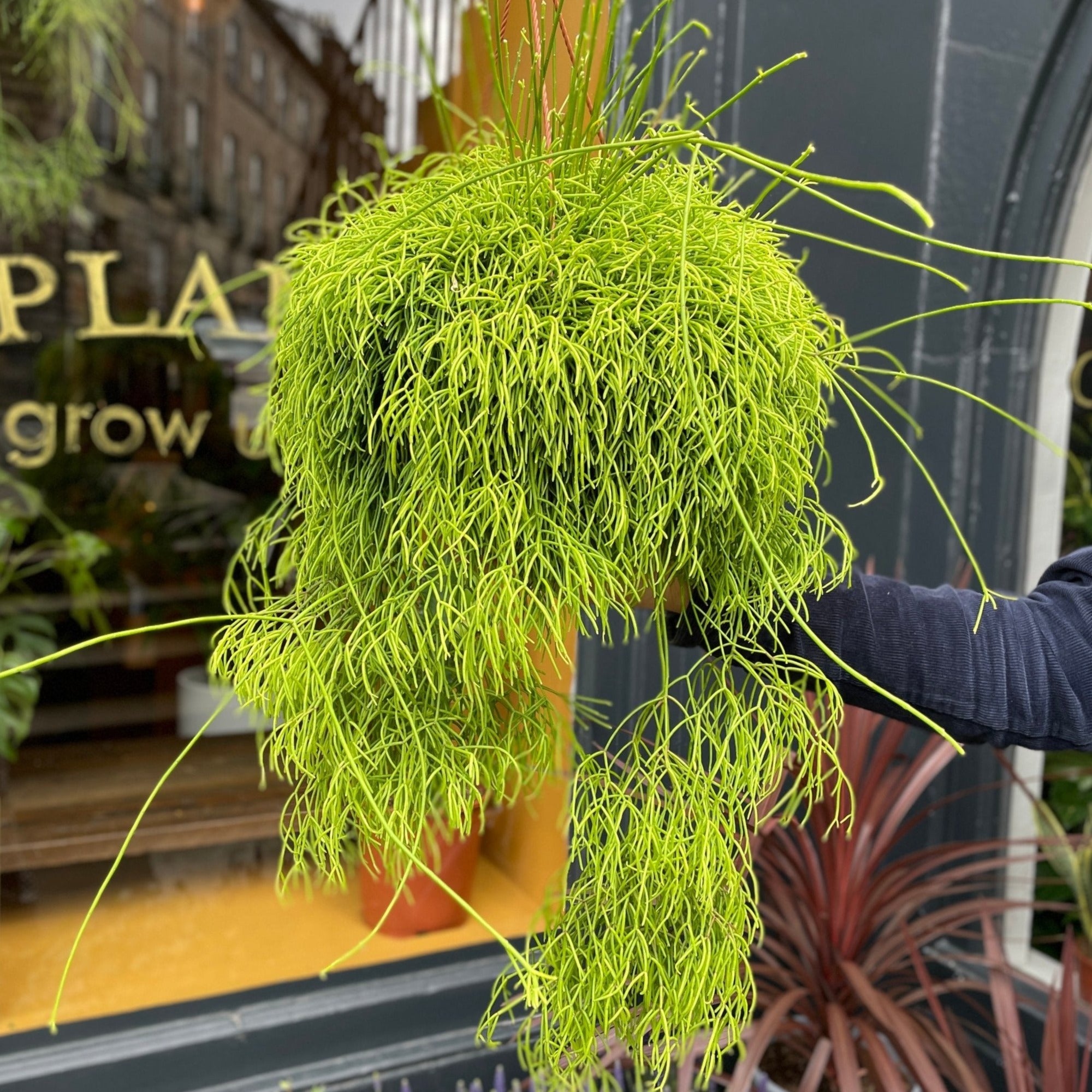 Rhipsalis cassutha (21cm hangpot) - grow urban. UK