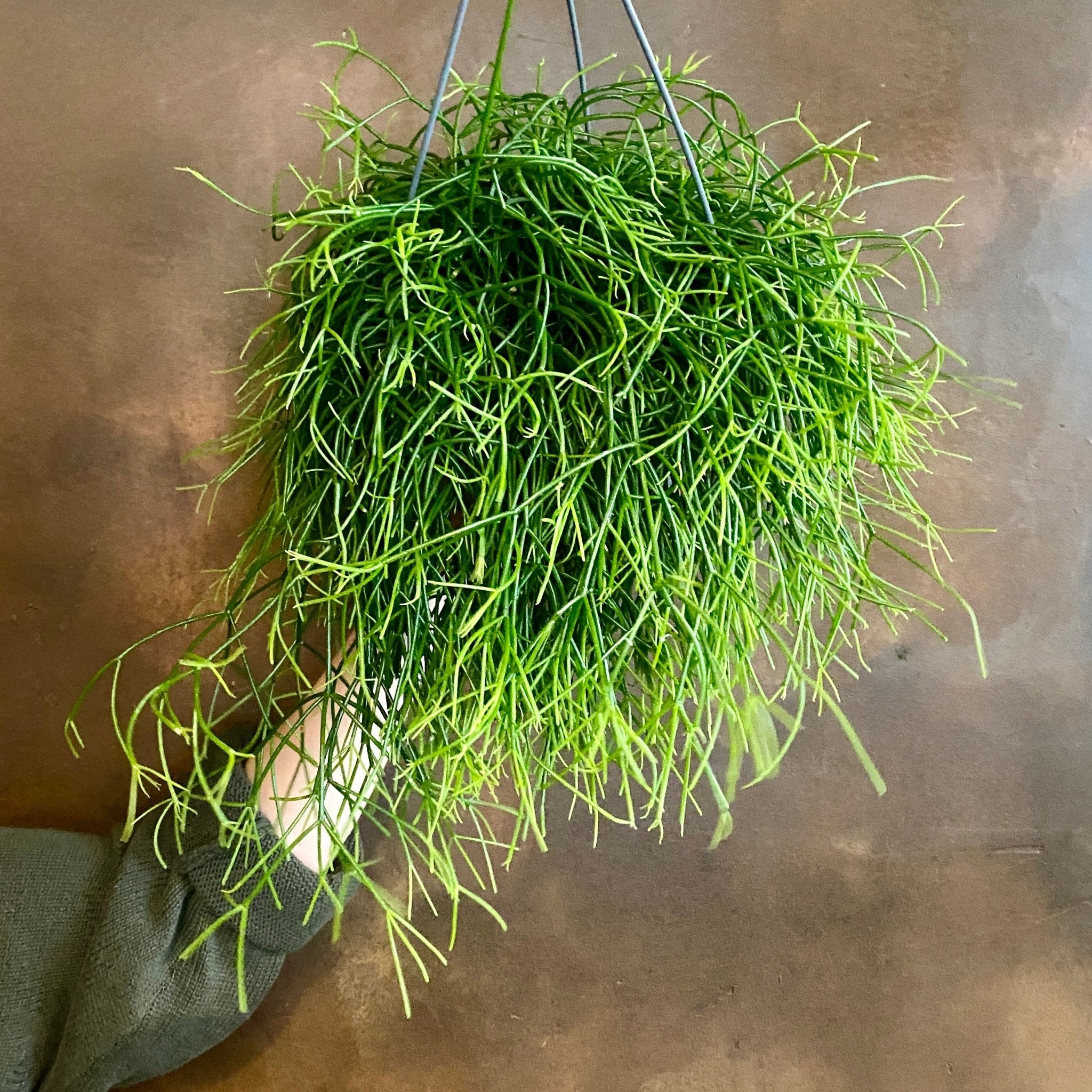 Rhipsalis cassutha 'Cassera' (17cm hangpot) - grow urban. UK