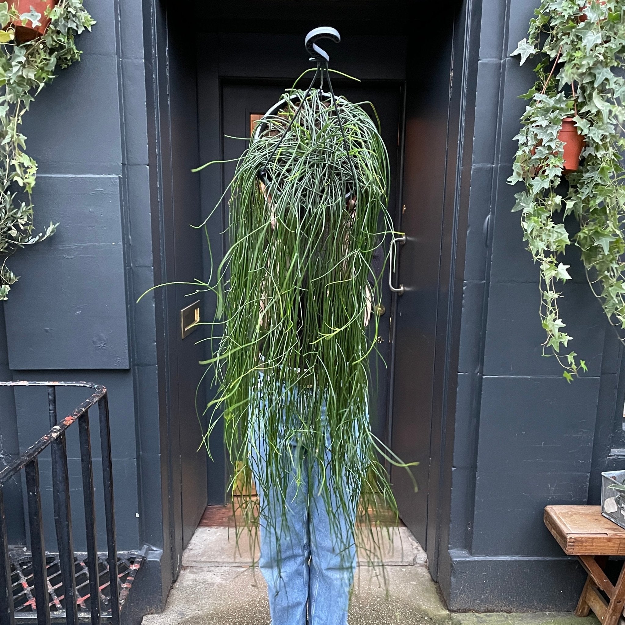 Rhipsalis floccosa XL - grow urban. UK