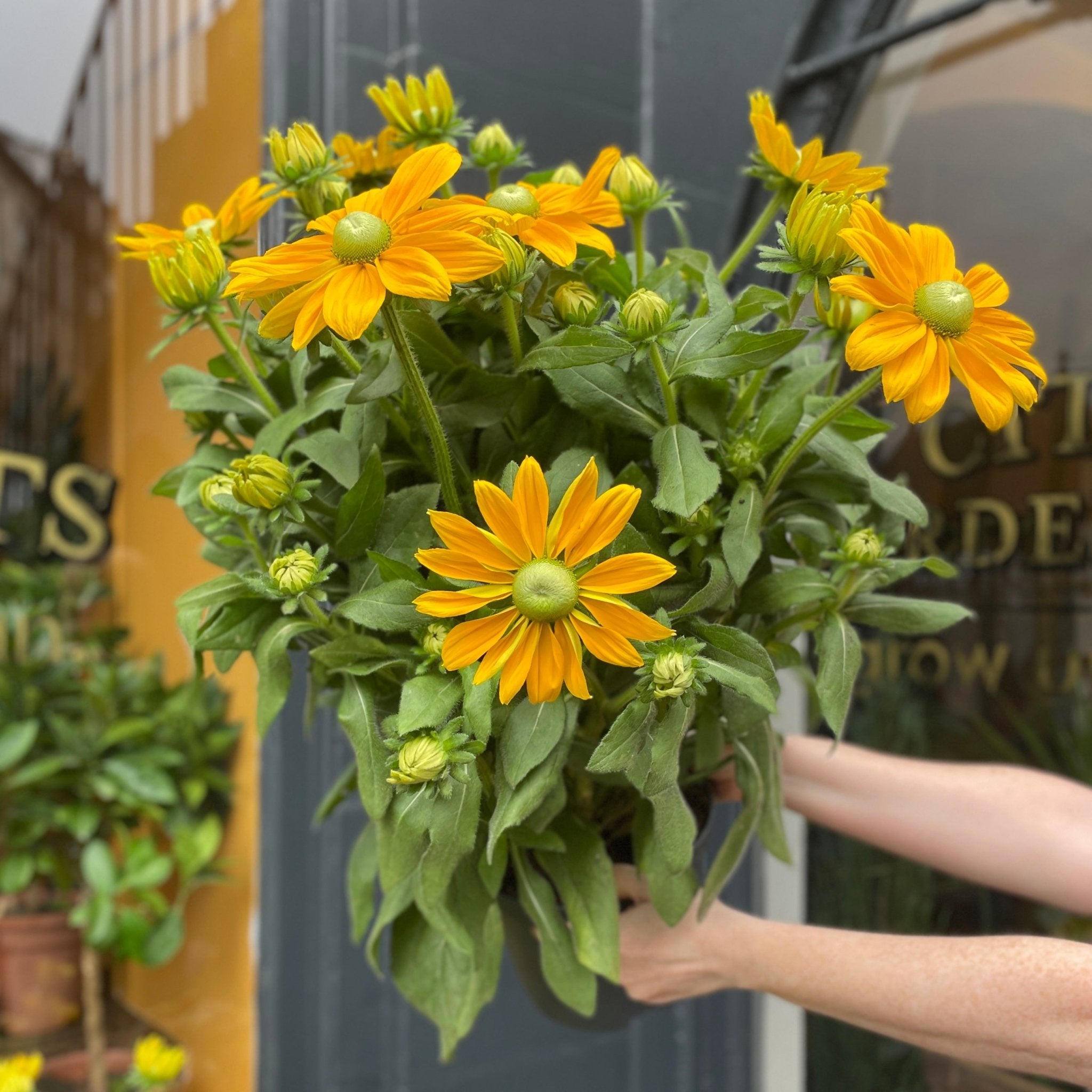 Rudbeckia ‘Sunbeckia Ophelia’ - grow urban. UK