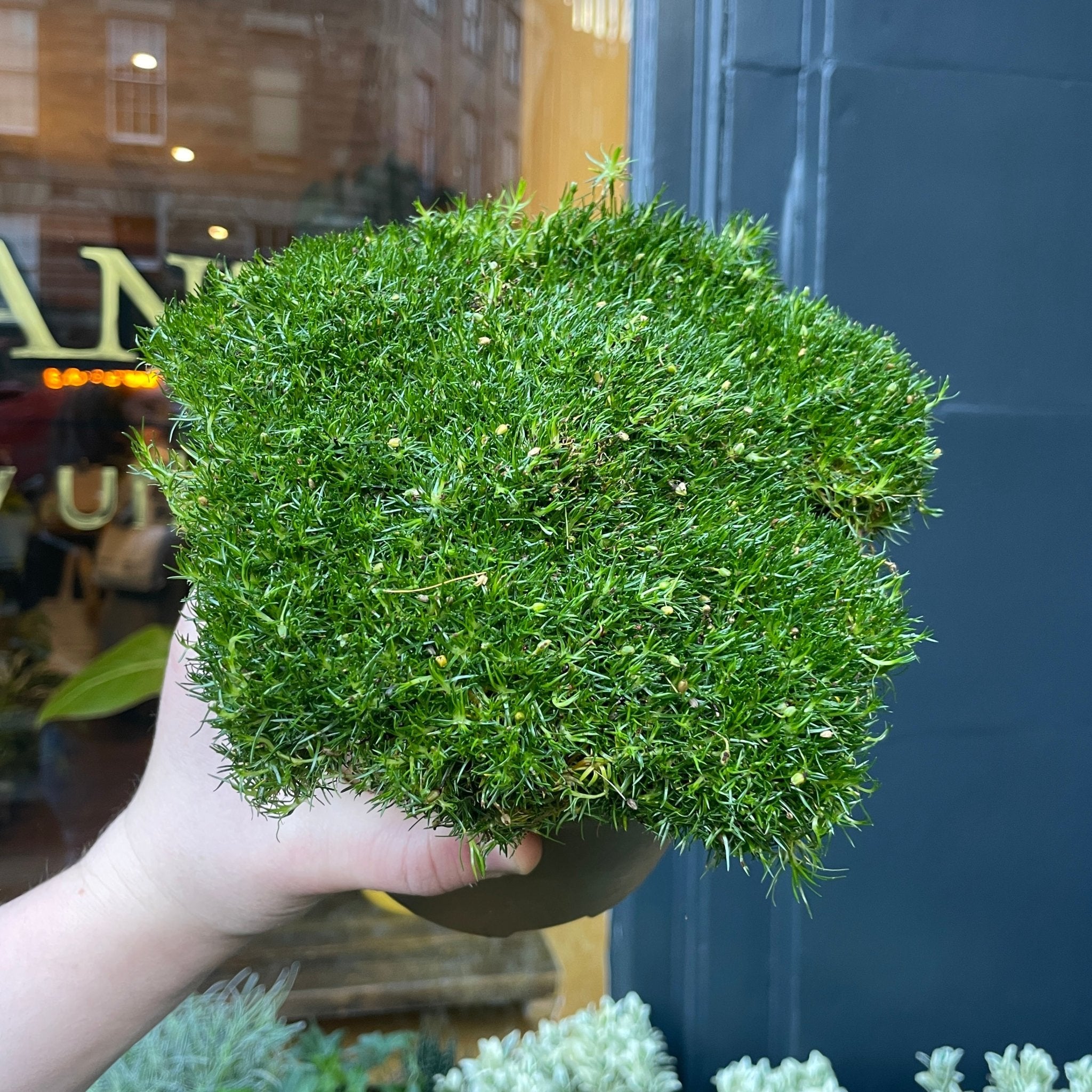 Sagina subulata [Irish Moss] - grow urban. UK