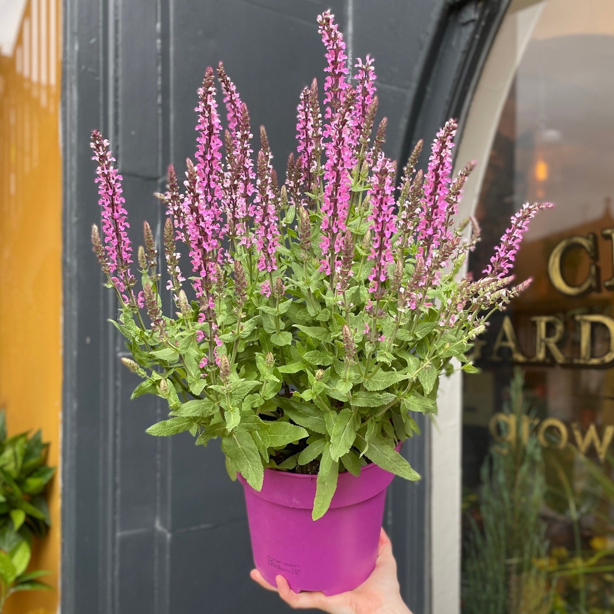 Salvia 'Sensation Pink' - grow urban. UK