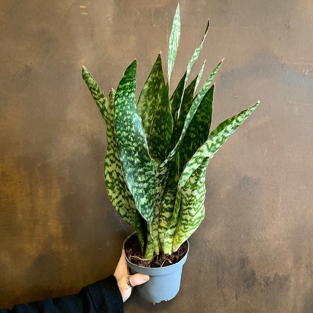 sansevieria aubrytiana dragon Sansevieria aubrytniana 'Dragon' (14cm pot)