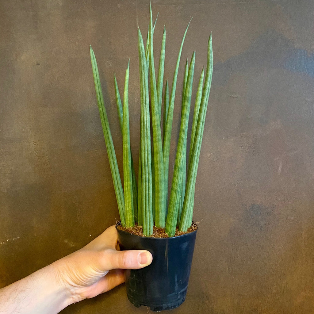 Sansevieria bacularis (12cm pot)