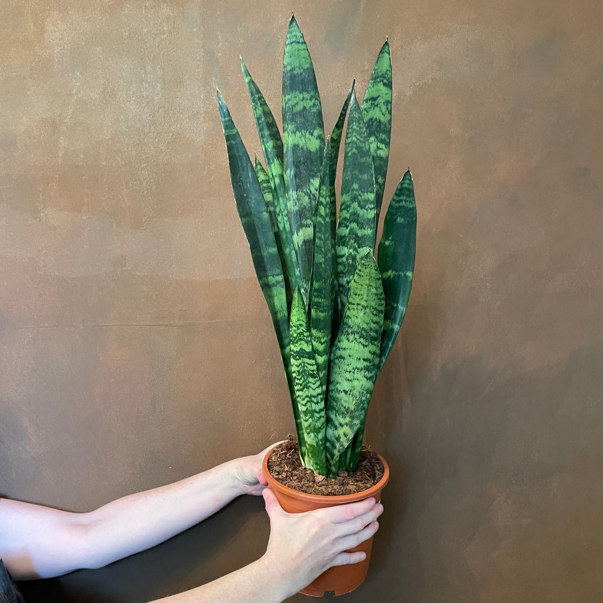 sansevieria black coral height Sansevieria 'Black Coral' (17cm pot)